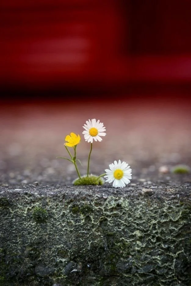 Three small flowers, two daisies and one yellow flower, growing through a crack in a rough concrete surface.