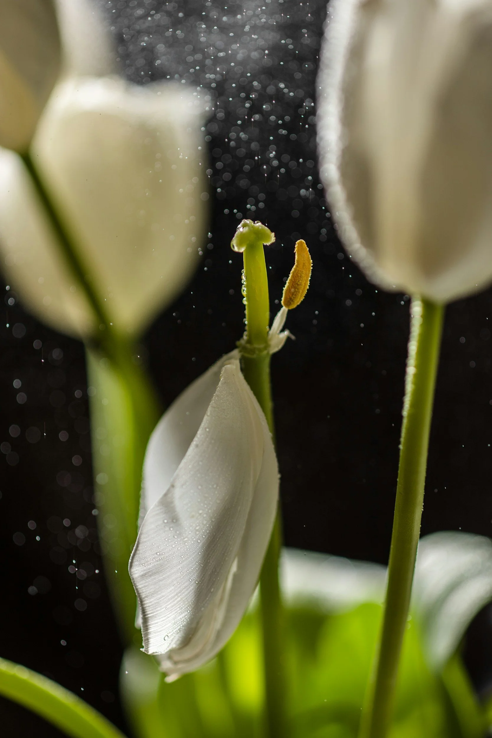 The tulip for her heavenly sup, gently lifts her chalice up