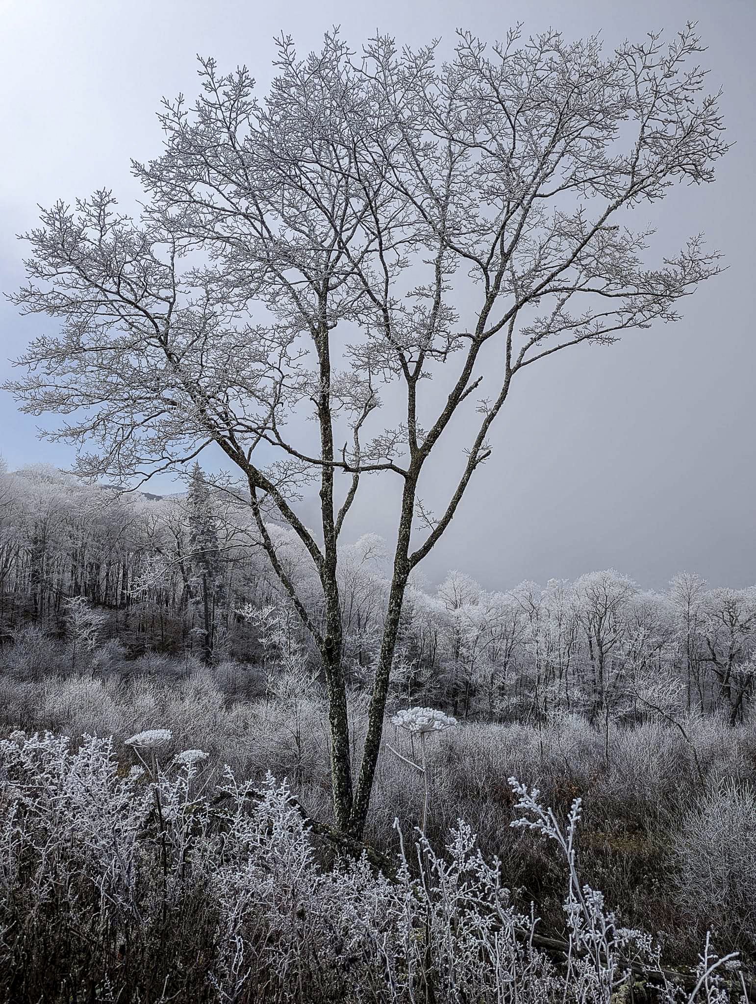 Ice Tree.jpg