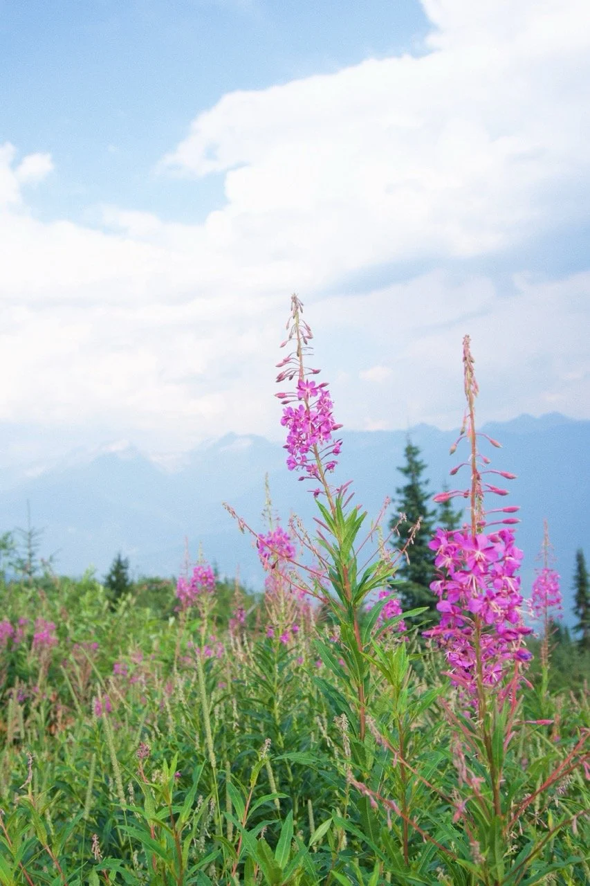 MikahAssaly-Fireweed copy Large.jpeg