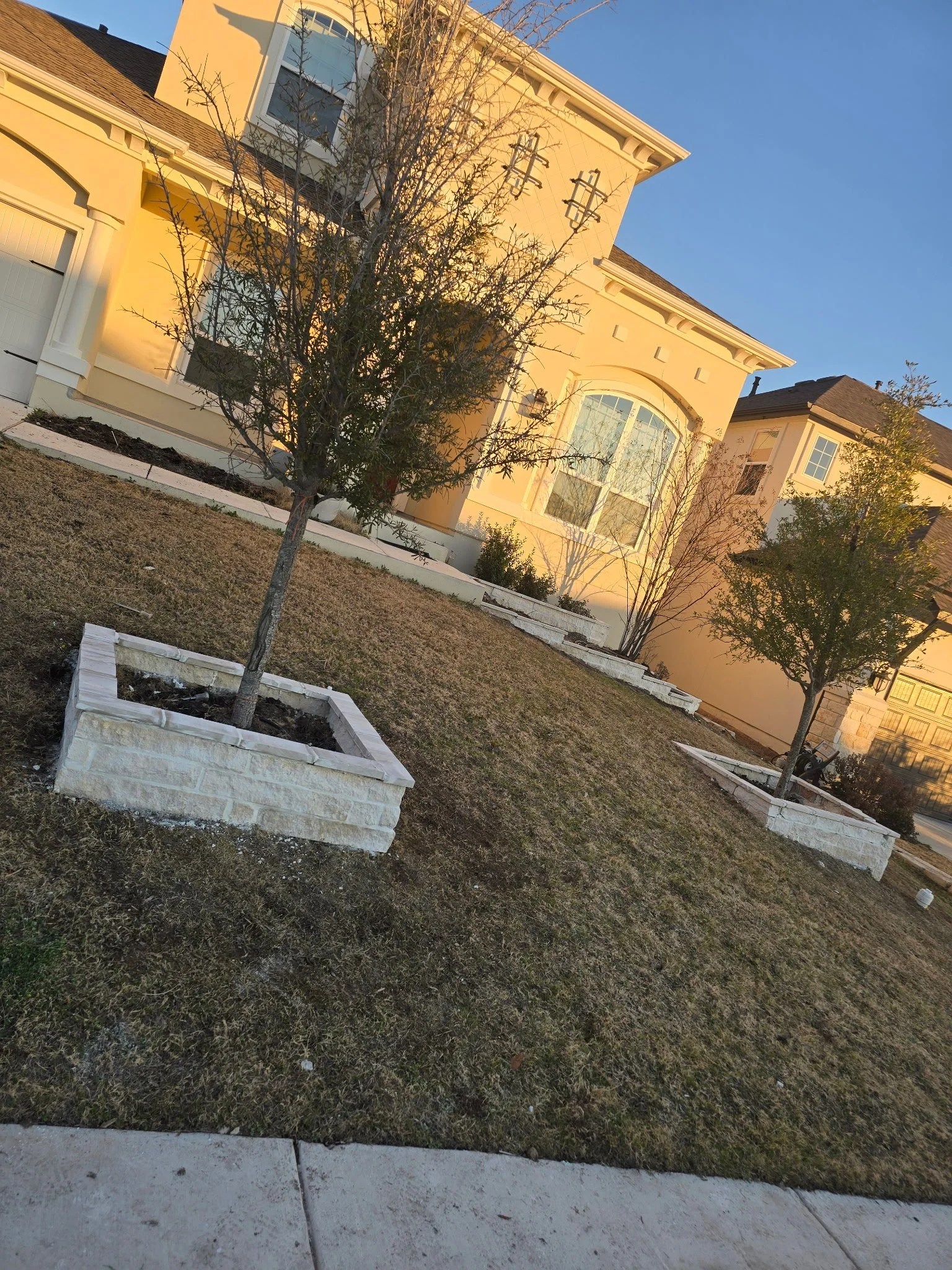 A front yard with brown grass, two small trees in white brick planters, and a beige house with large windows in the background during sunset.