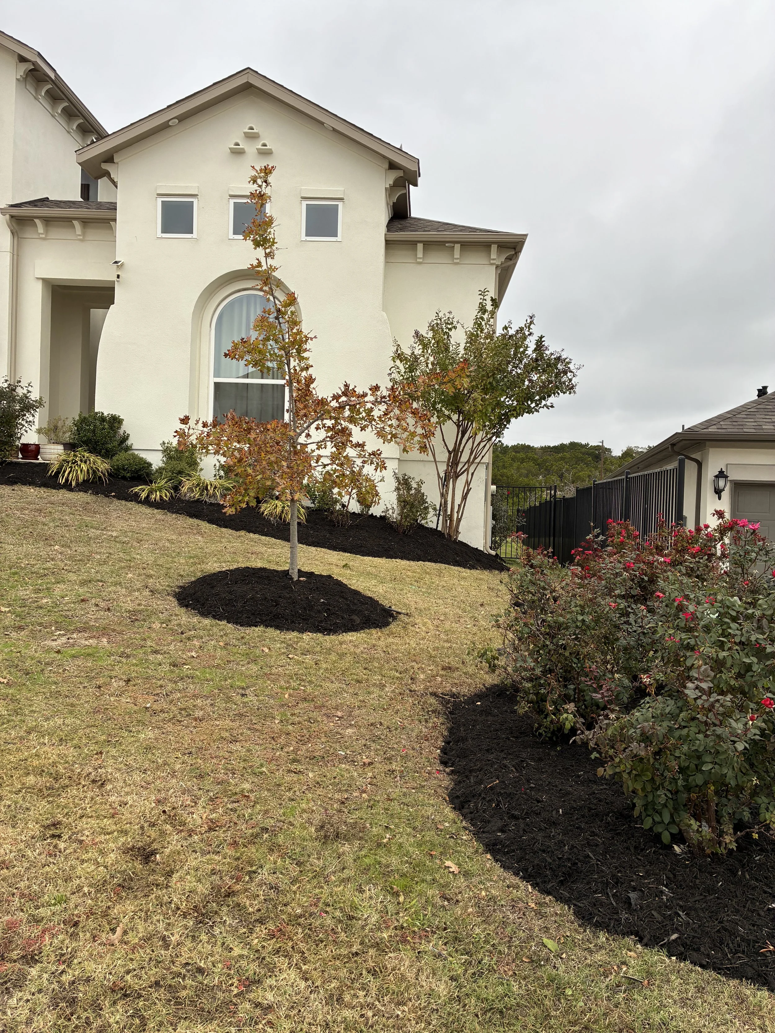 Front yard of a house with newly planted trees and bushes with black mulch, on a cloudy day.
