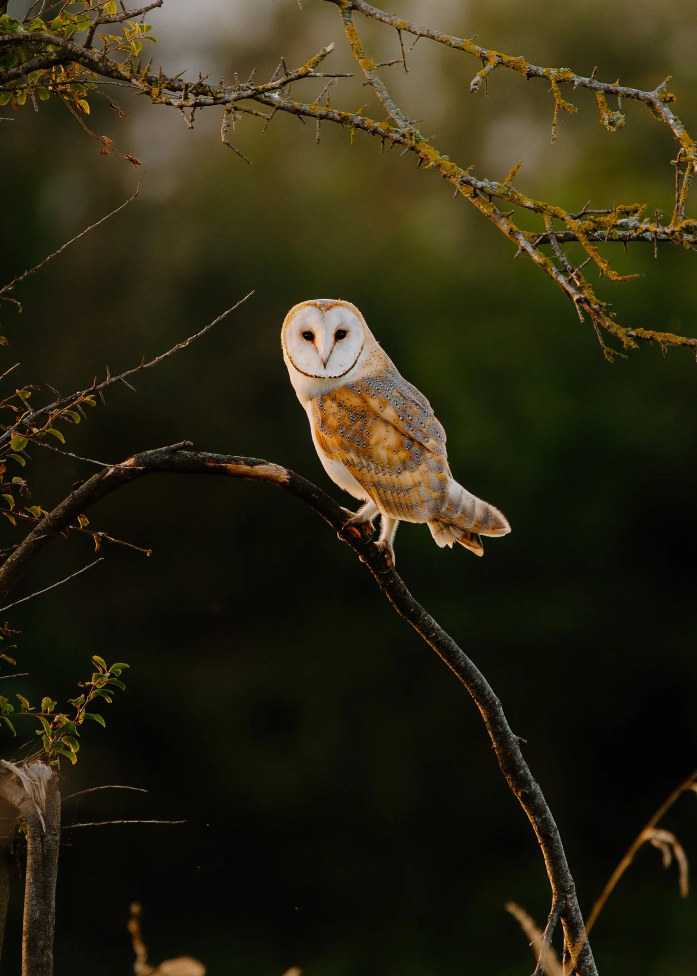 Ryan Watts Photography - Places - Barn Owl-11.jpg