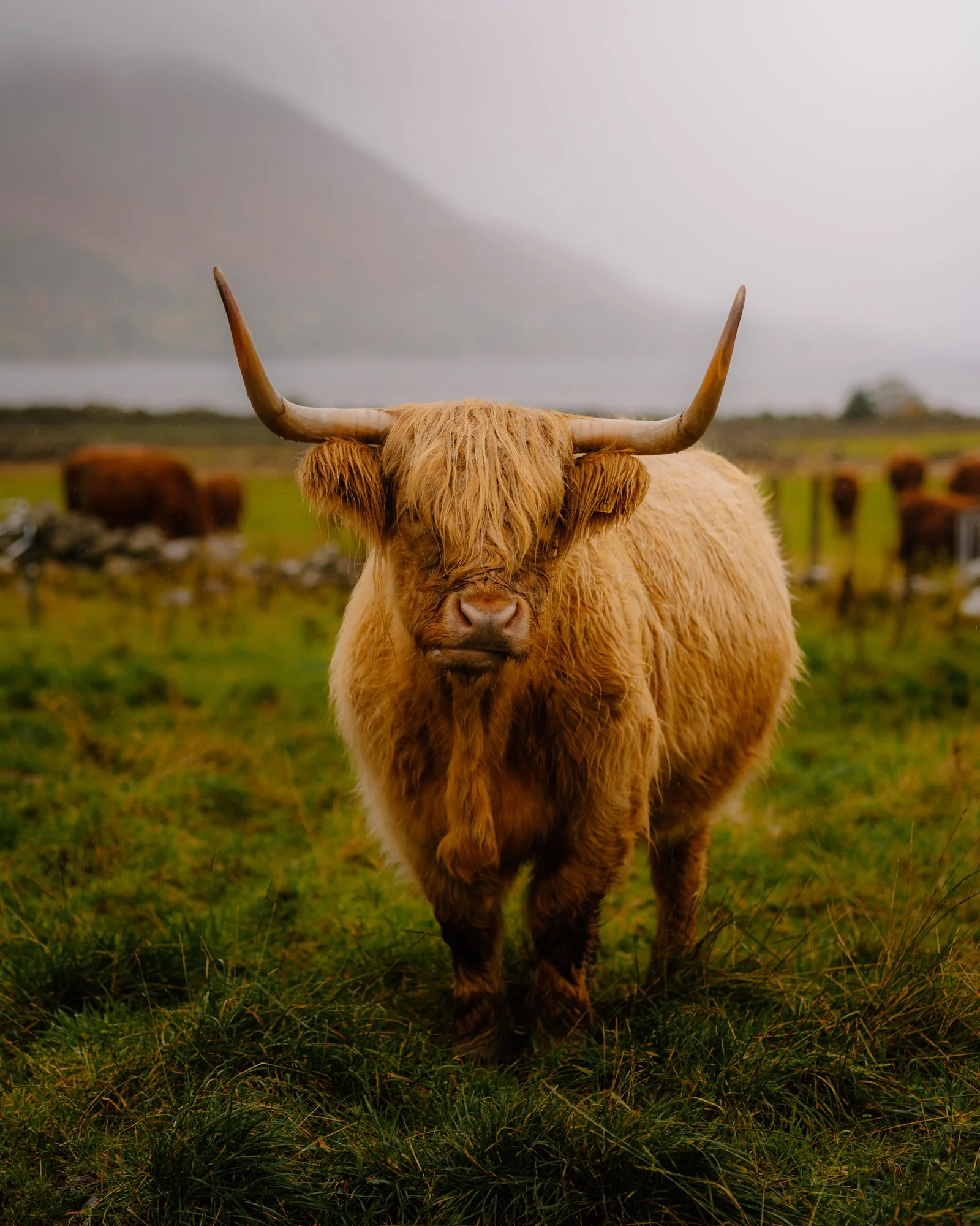 Ryan Watts Photography - Places - Scottish Highlands--3.jpg