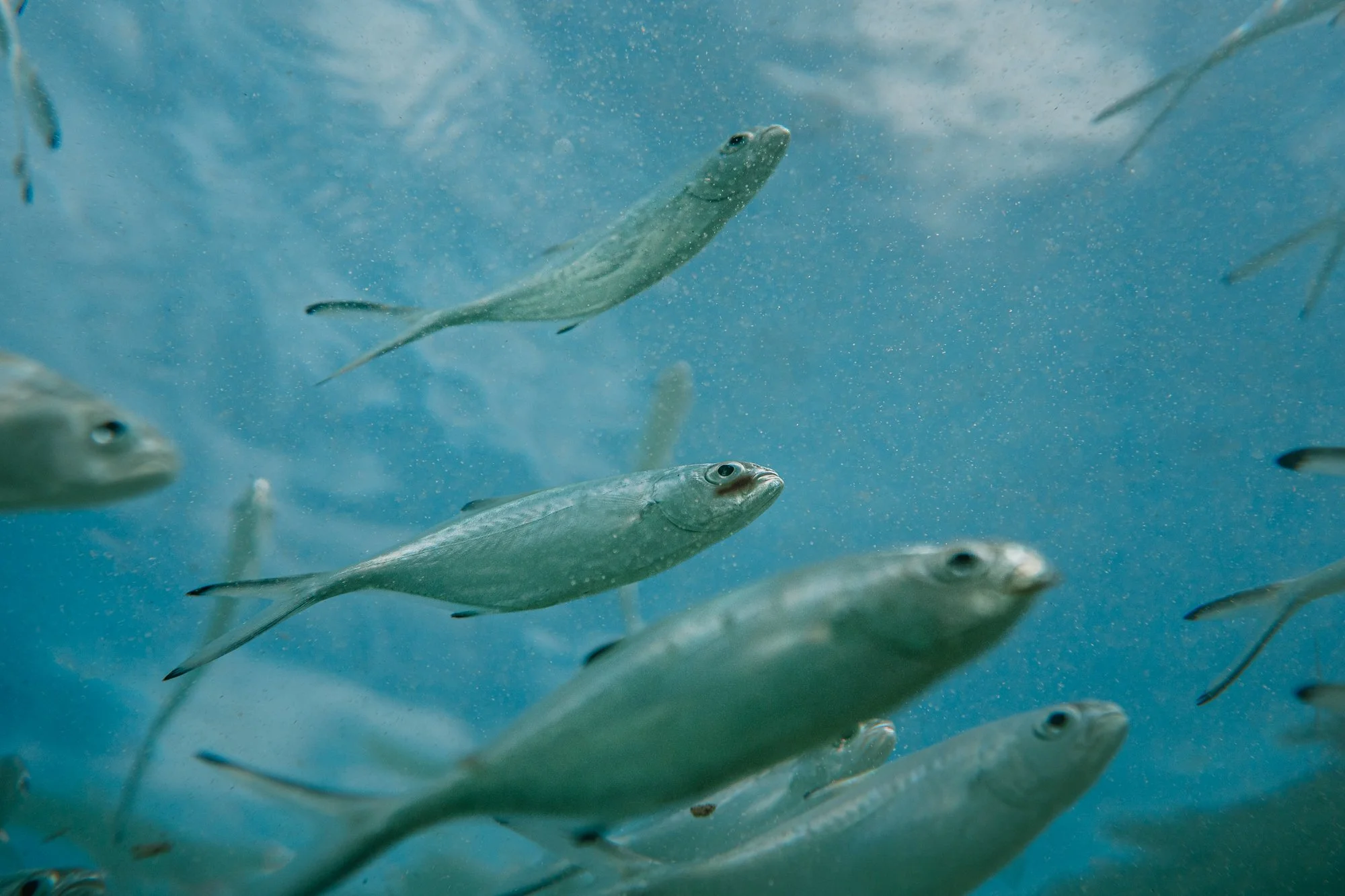 Ryan Watts Photography - Places - Mallorca-23.jpg