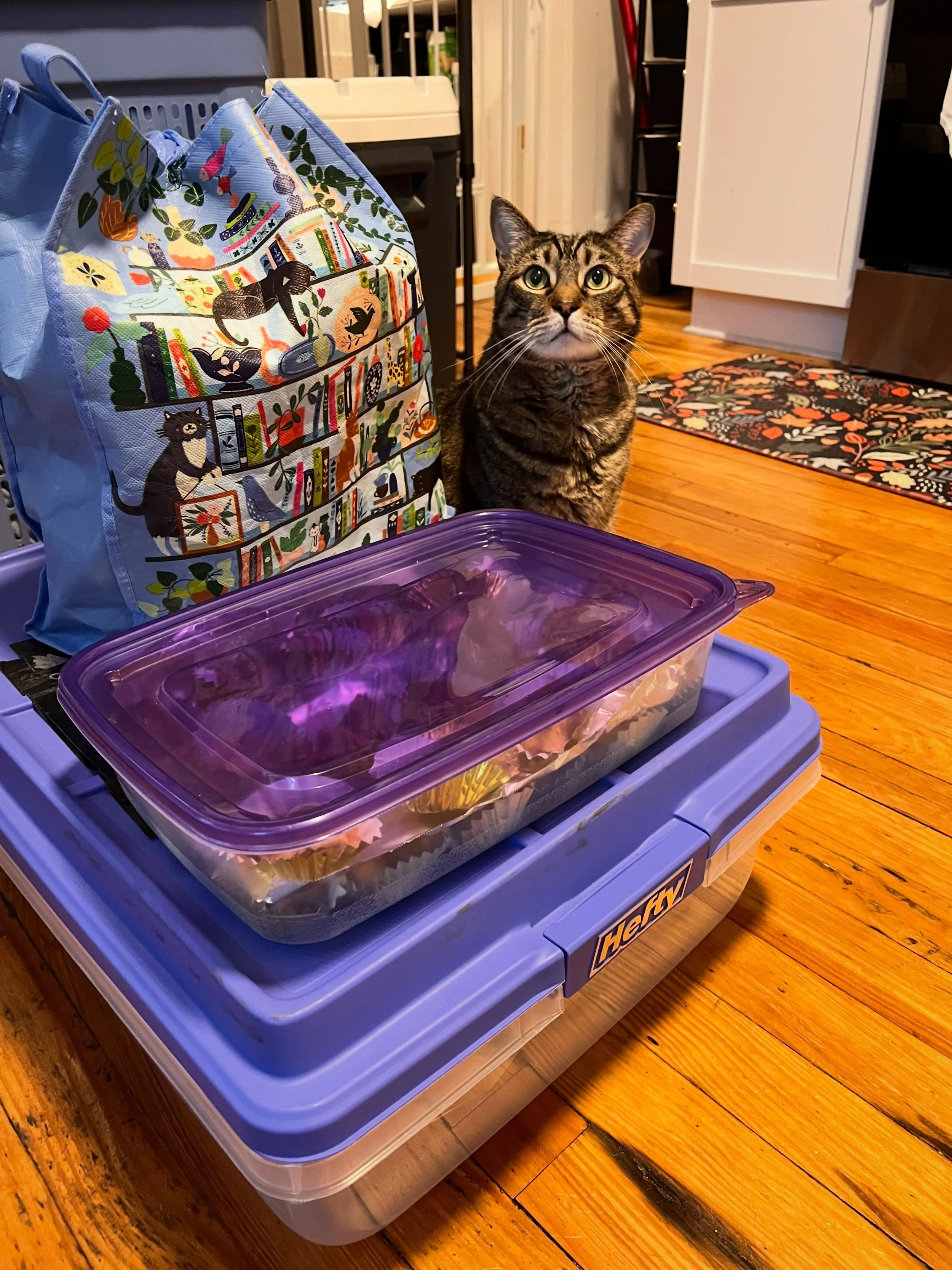 Ollie made the deliveries to the store this morning! 😻

He dropped off:
💜Cinnamon Bread (Vegan &amp; Regular)
🧡Chocolate Chip Pumpkin Bread (Vegan)
💛2-Pack boxes of Double Chocolate Muffins (Vegan)
❤️Maple Crunch Rice Crispies (Vegan)

Available 