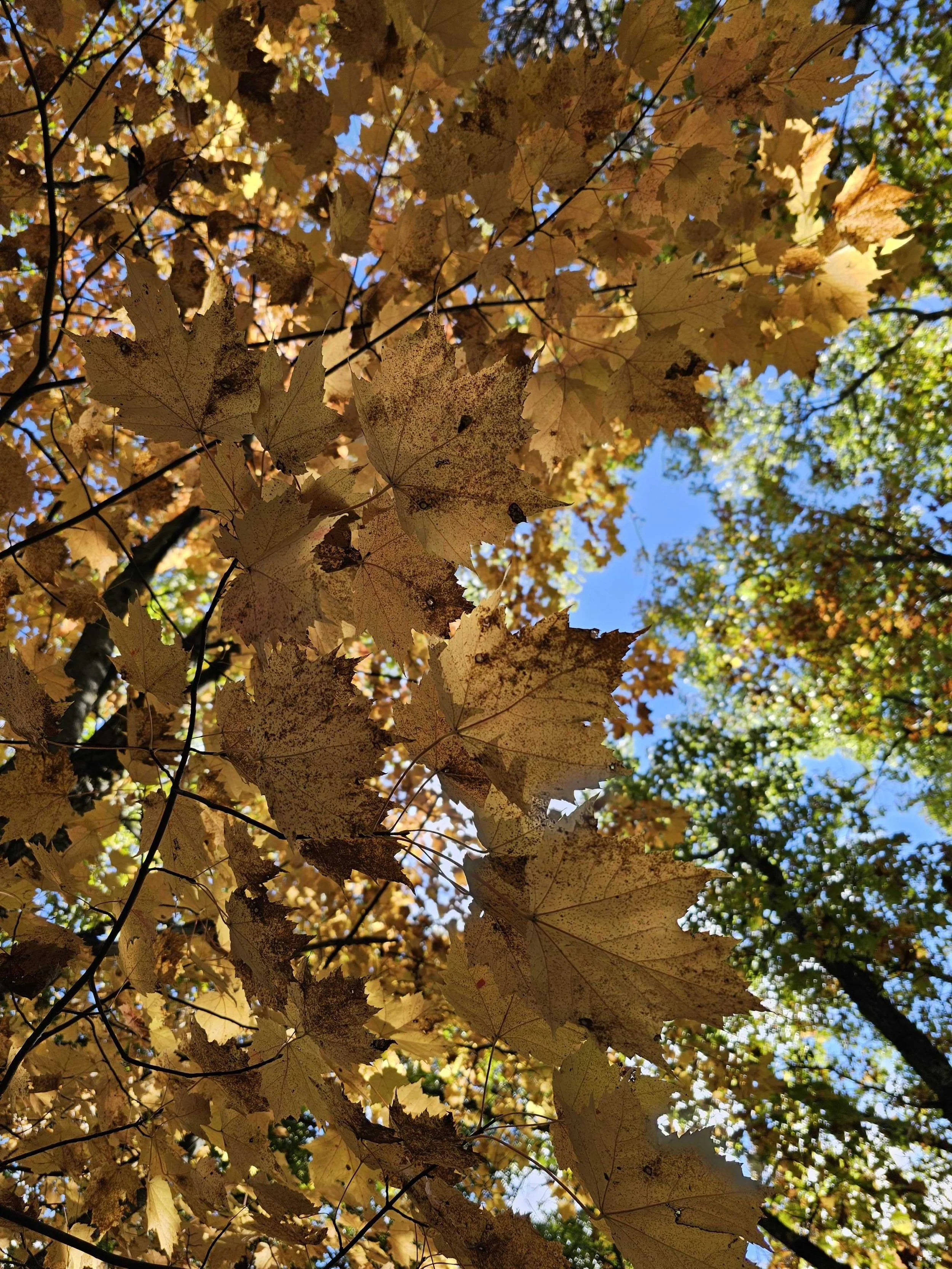 Best Shot Doubles - Camp Greilick