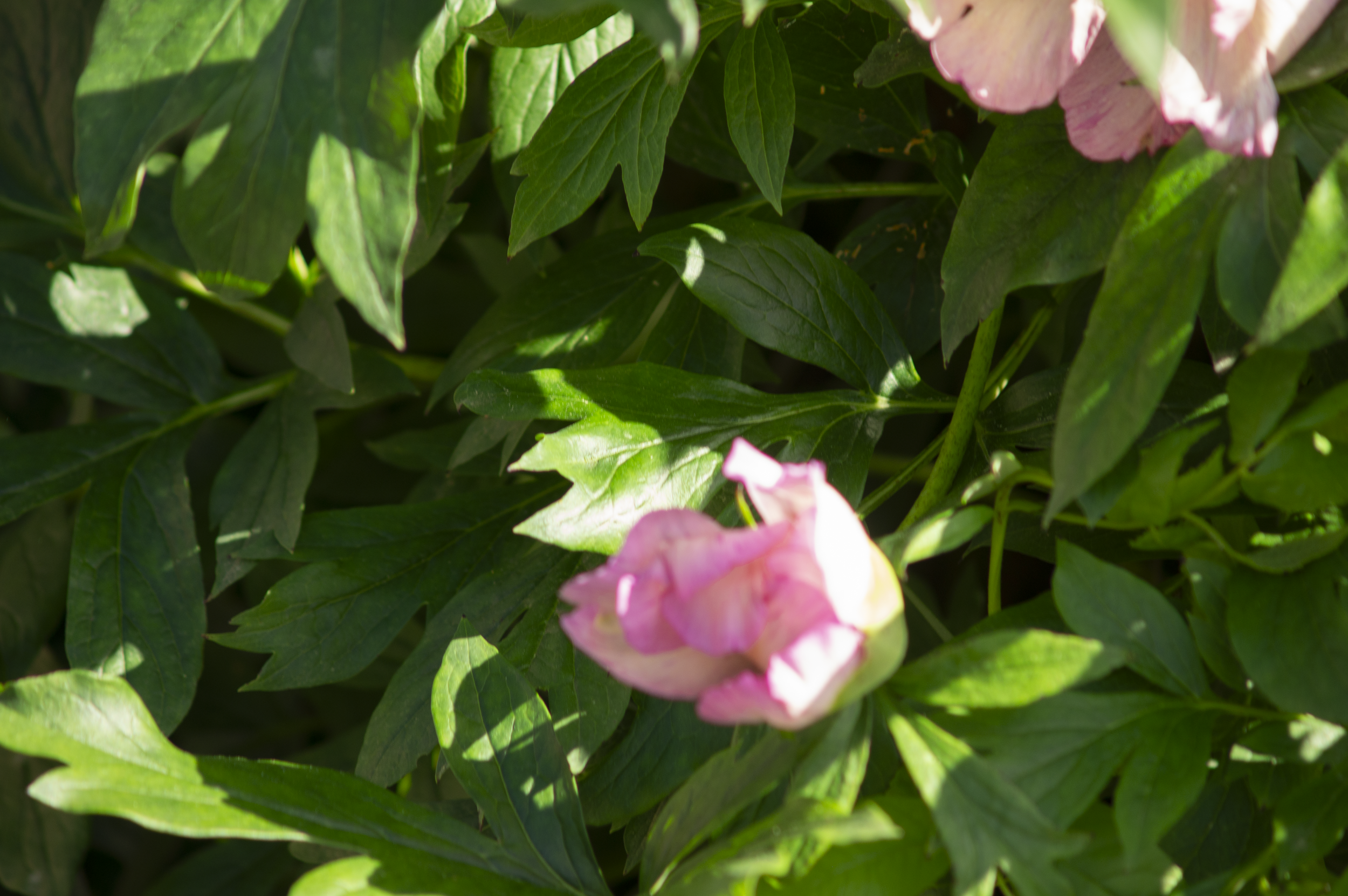 Meadowlark Botanical Gardens