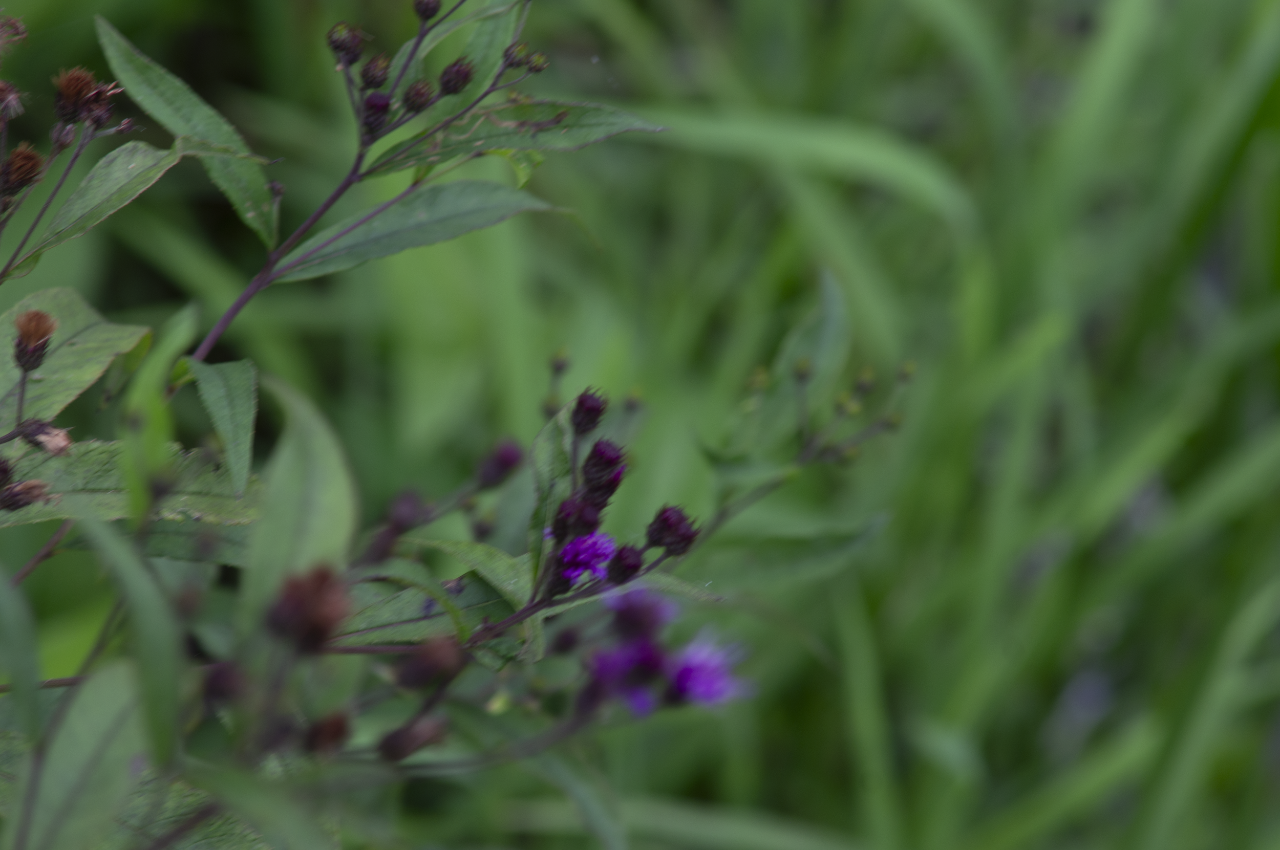 Neabsco Regional Park