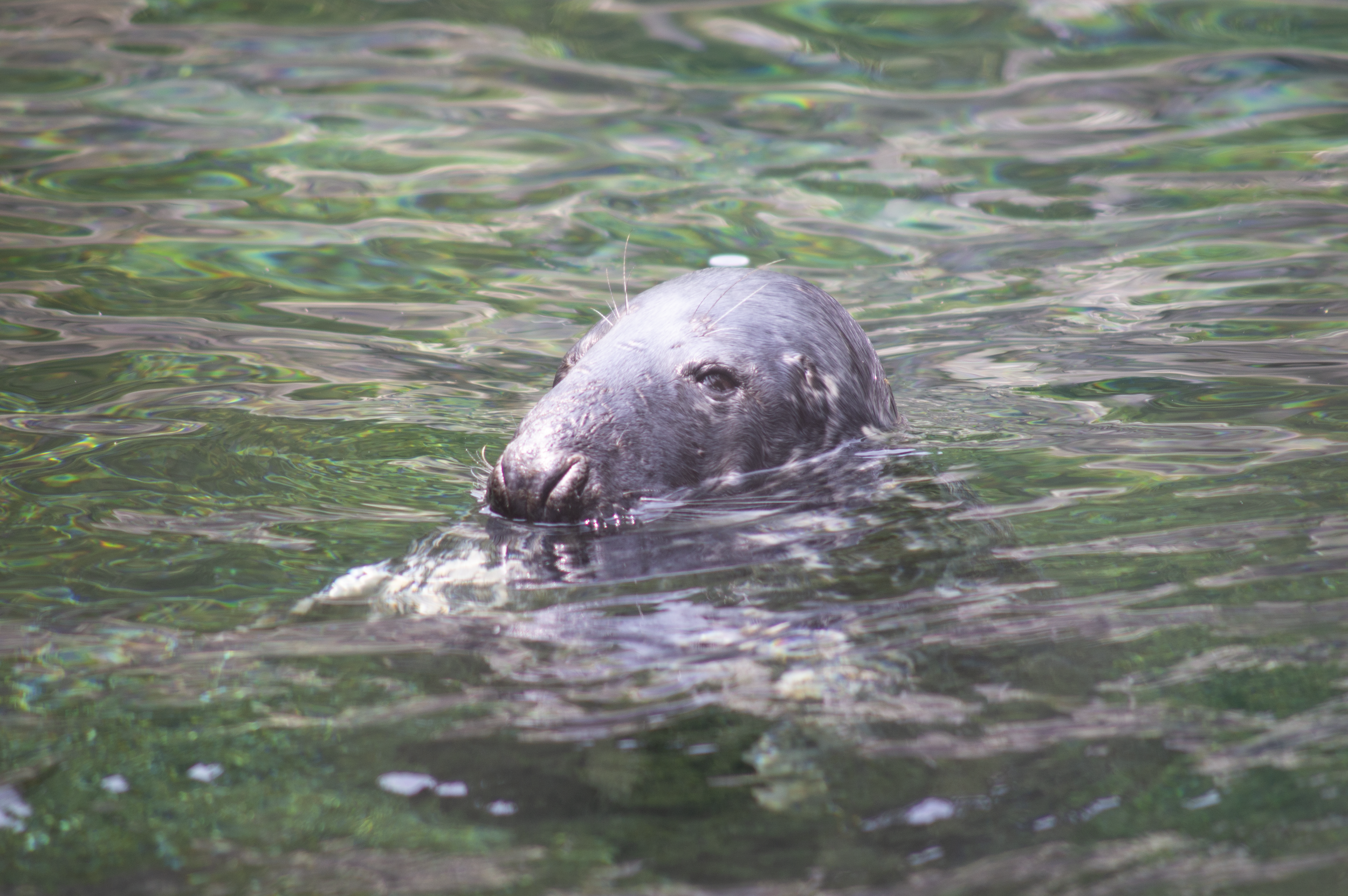 Smithsonian National Zoo
