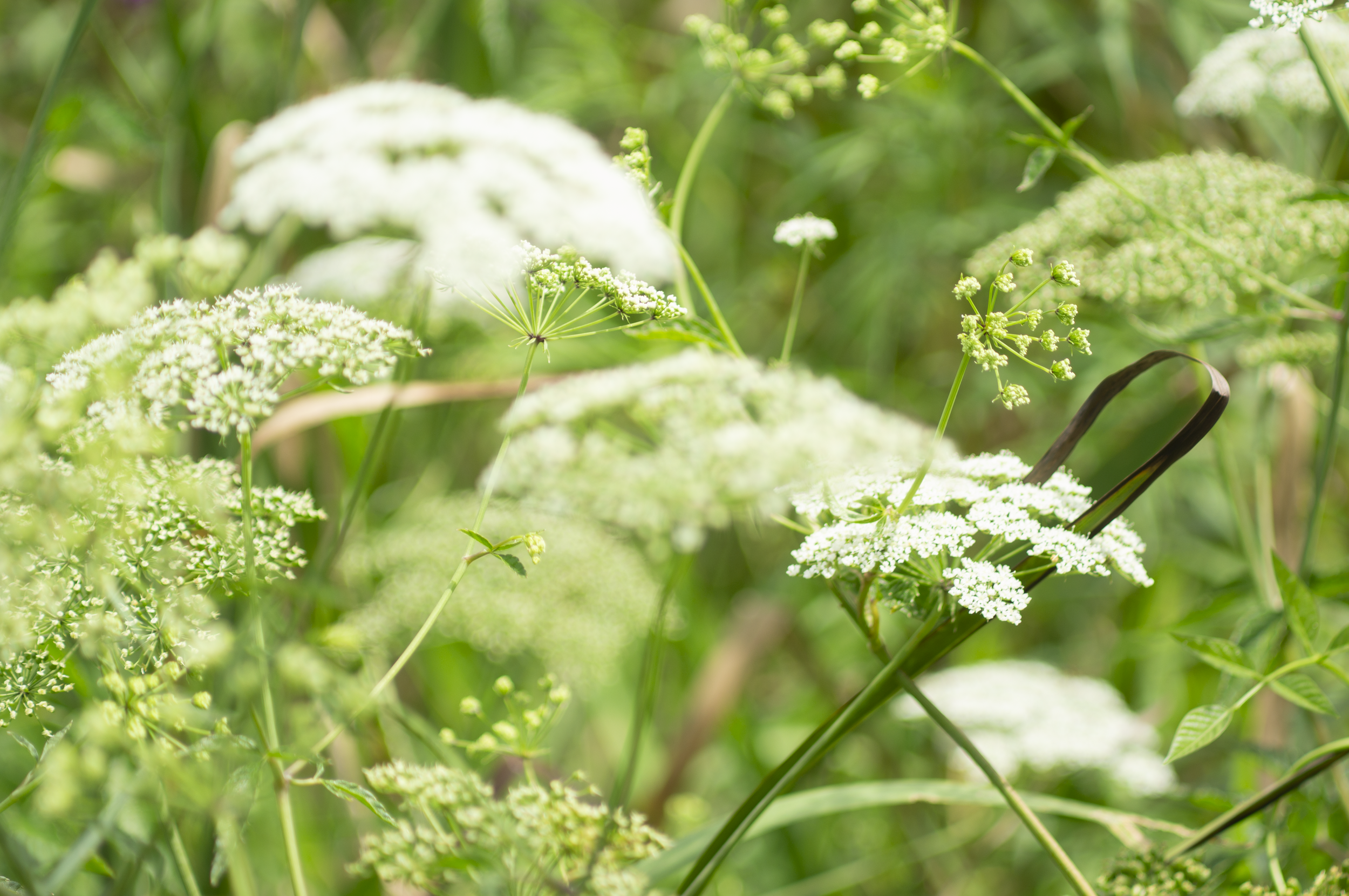 Neabsco Regional Park