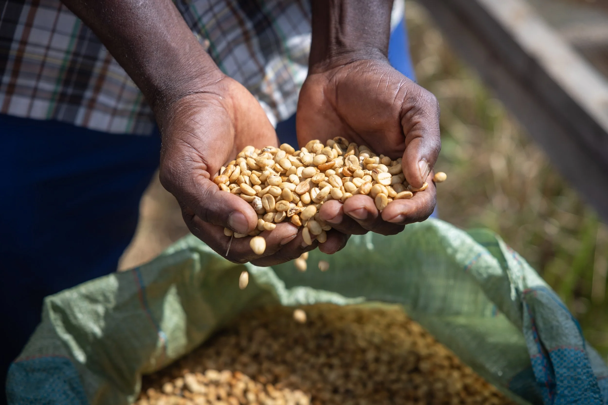 man holding coffee beans in Tanzania
