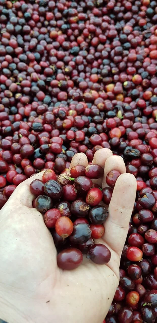 WhatsApp Image 2020-02-05 at 5.15.29 PM (1).jpeg