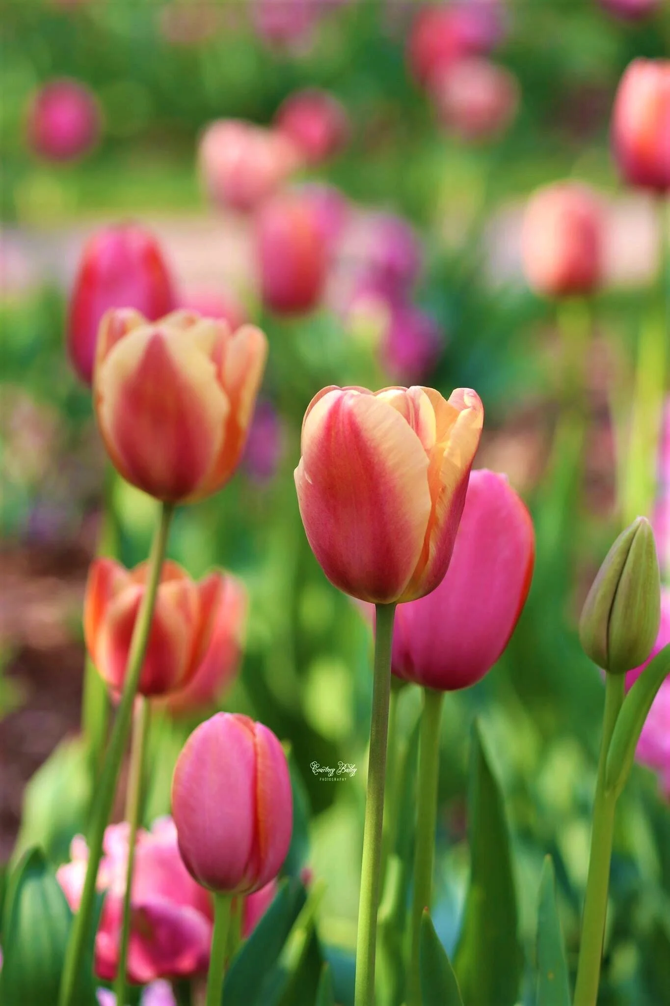 Winner: Courtney Bailey