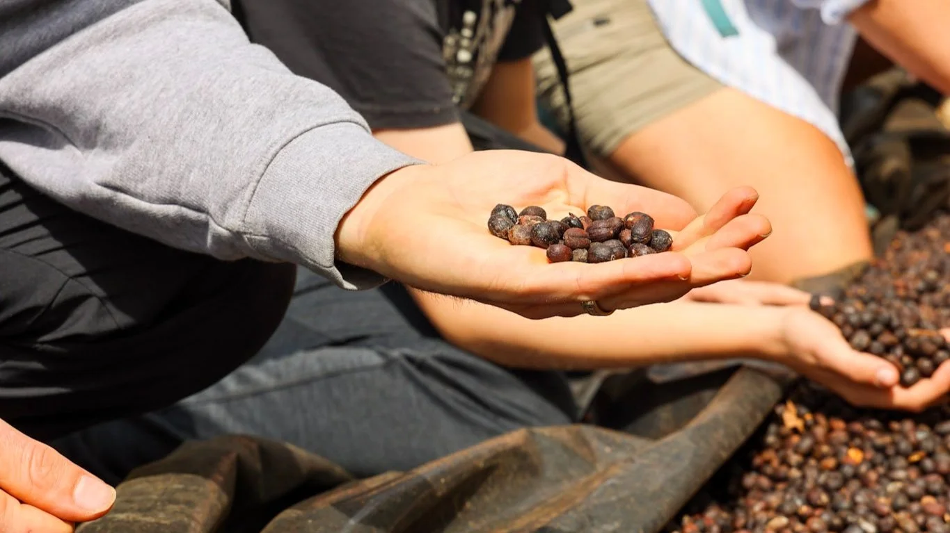 A person holds naturally dried coffee cherries in the palm of their hand. The coffee looks similar to raisins or dates as they have been dried in the sun in their natural cherry.