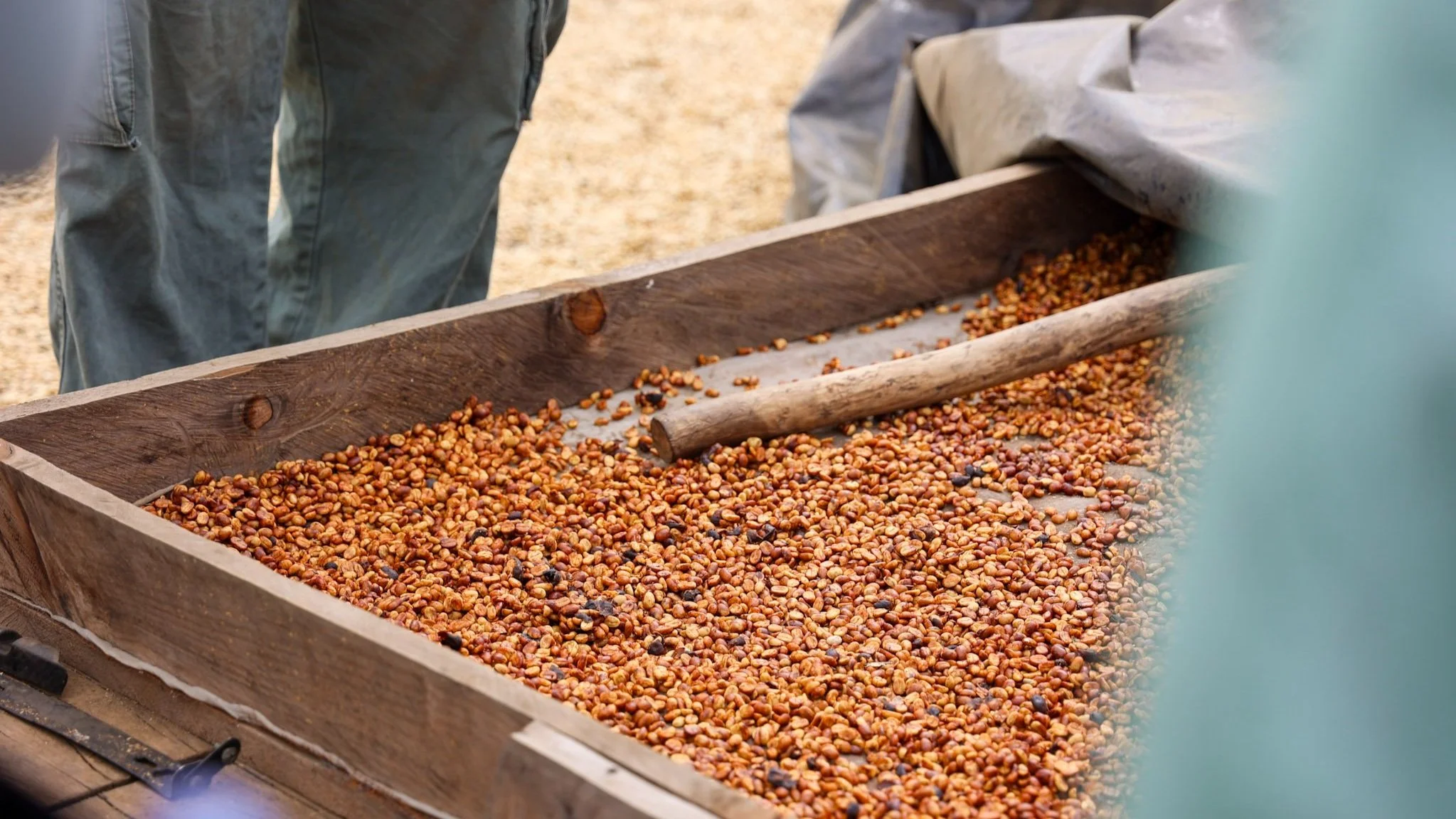 In a raised bed, honey processed coffee beans are laying to dry. They have an orange/chestnut color to them, indicating the oxidation of the mucilage that has been left on the bean in the honey process.