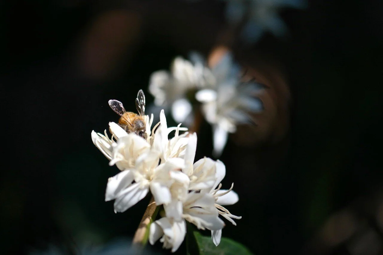 Honey Bee on Coffee Flower: Finca San Jeronimo. Photo: Giorgio Bressani