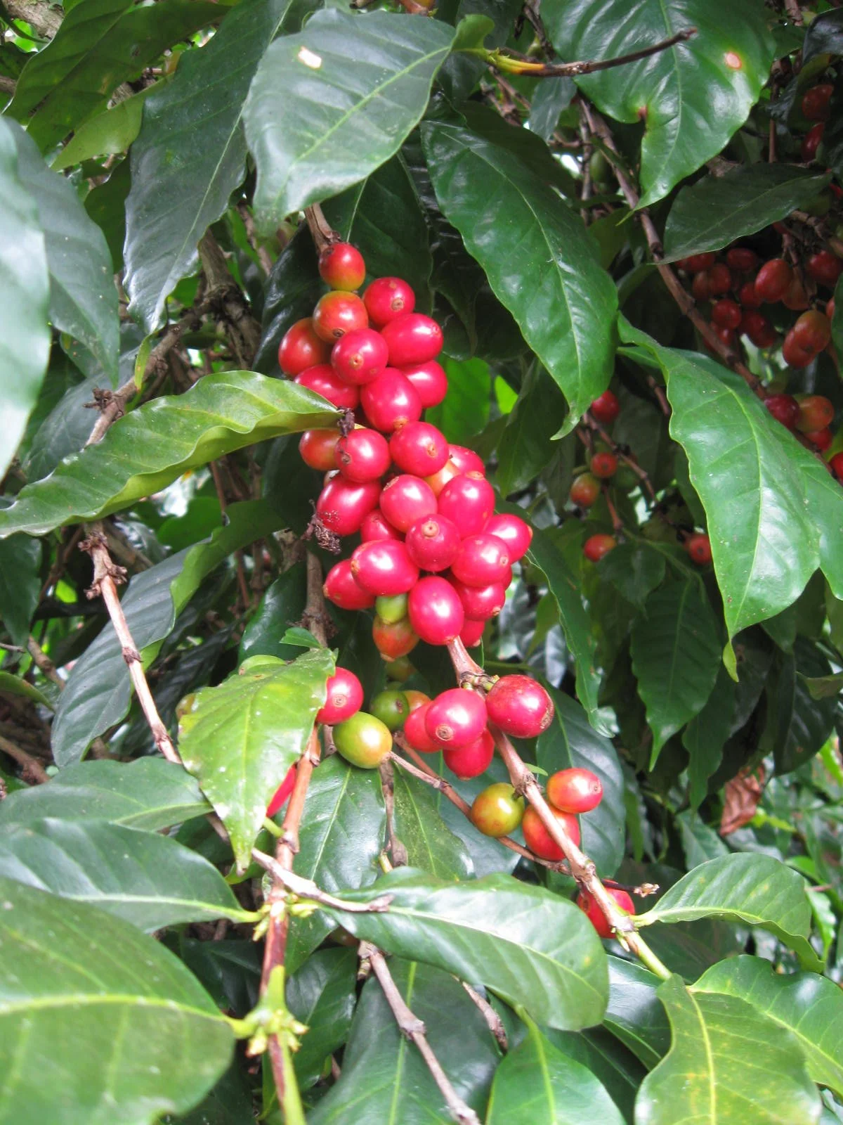 El Injerto Pacamara Guatemala Origin Trip 2010 490.jpg