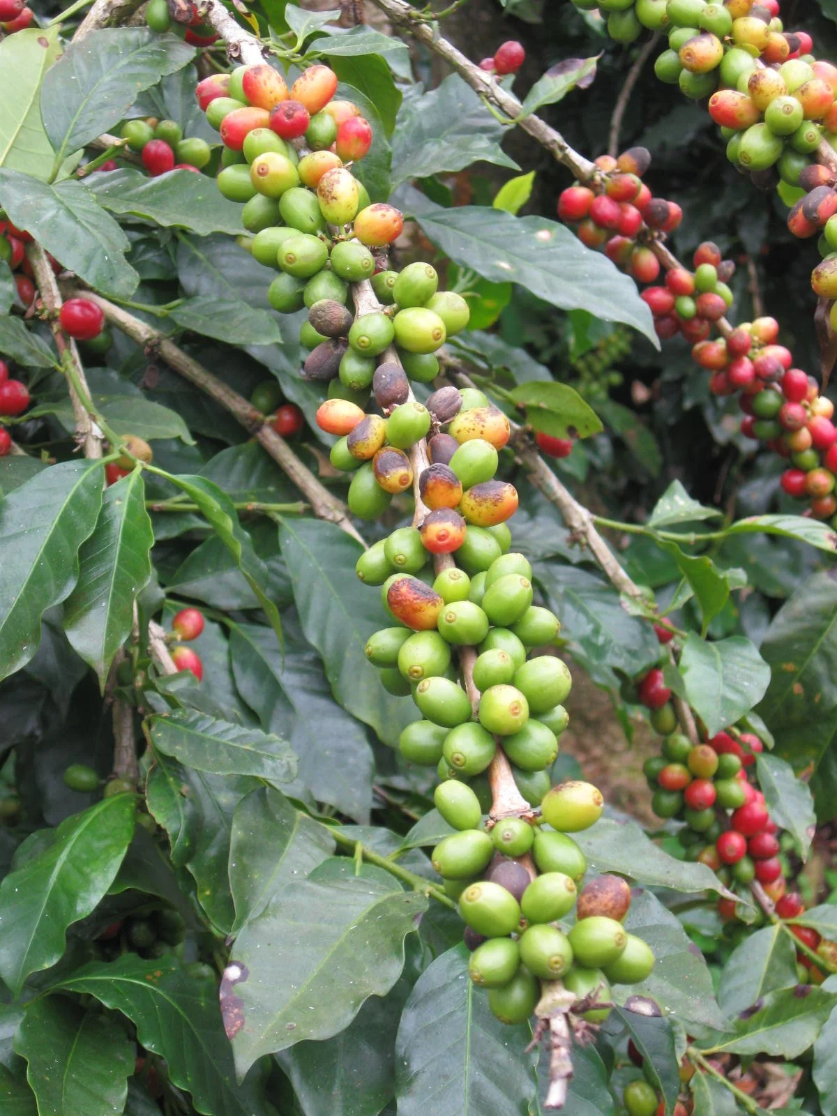 Guatemala Origin Trip 2010 496.jpg