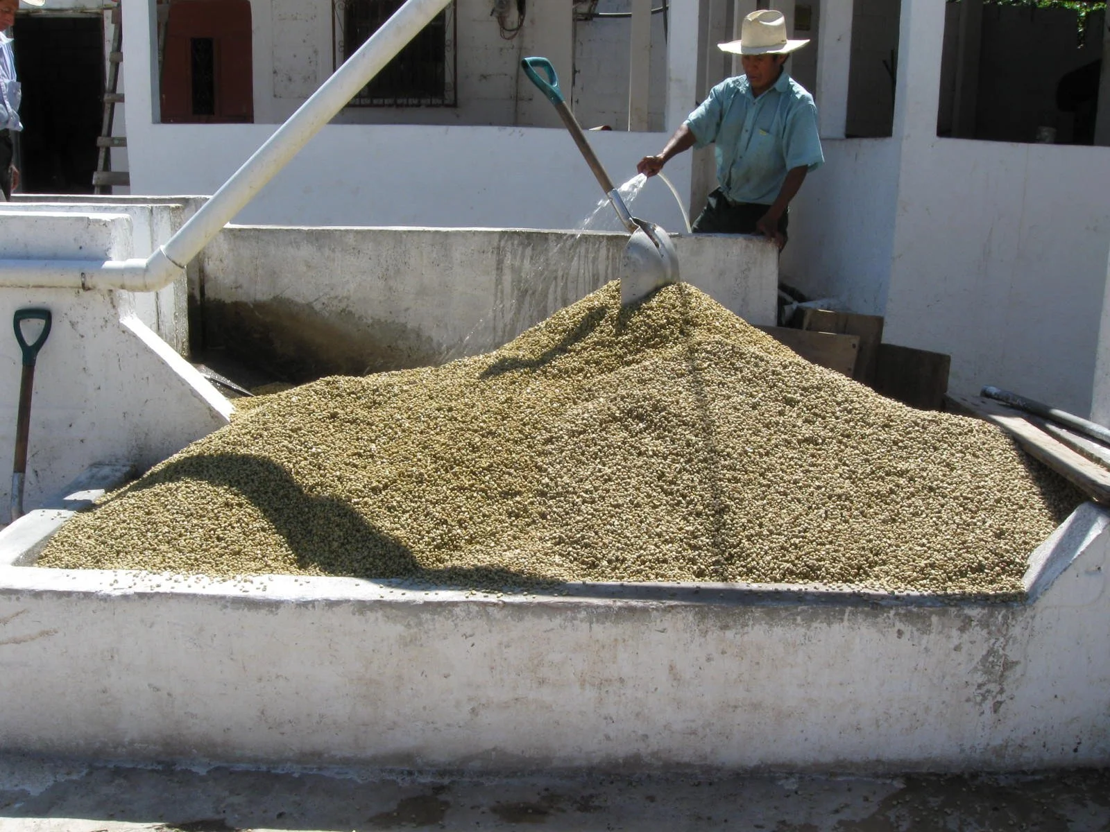 a washing pile at co-op Guatemala Origin Trip 2010 402.jpg