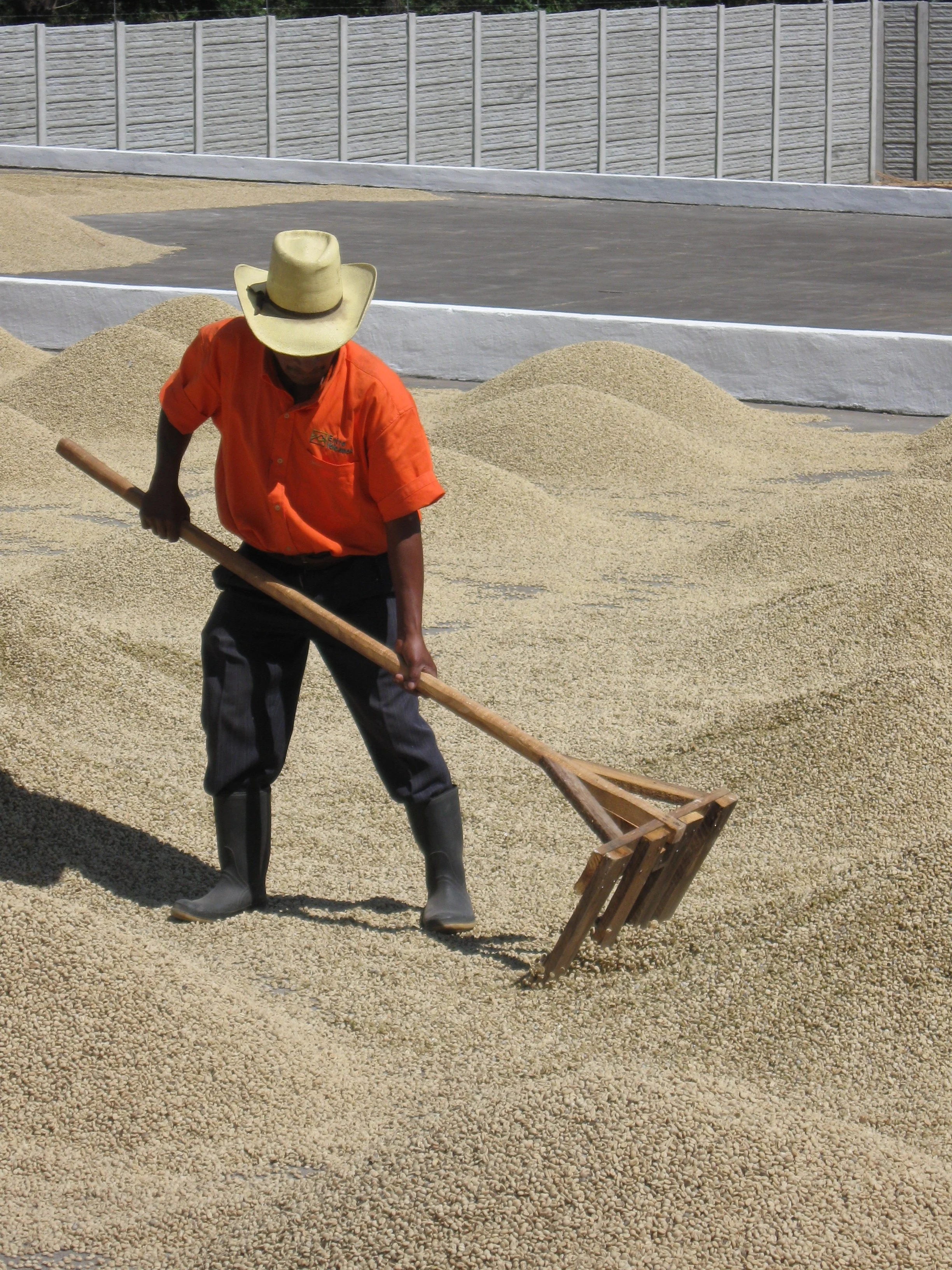 drying parchment-Guatemala Origin Trip 2010 218.jpg