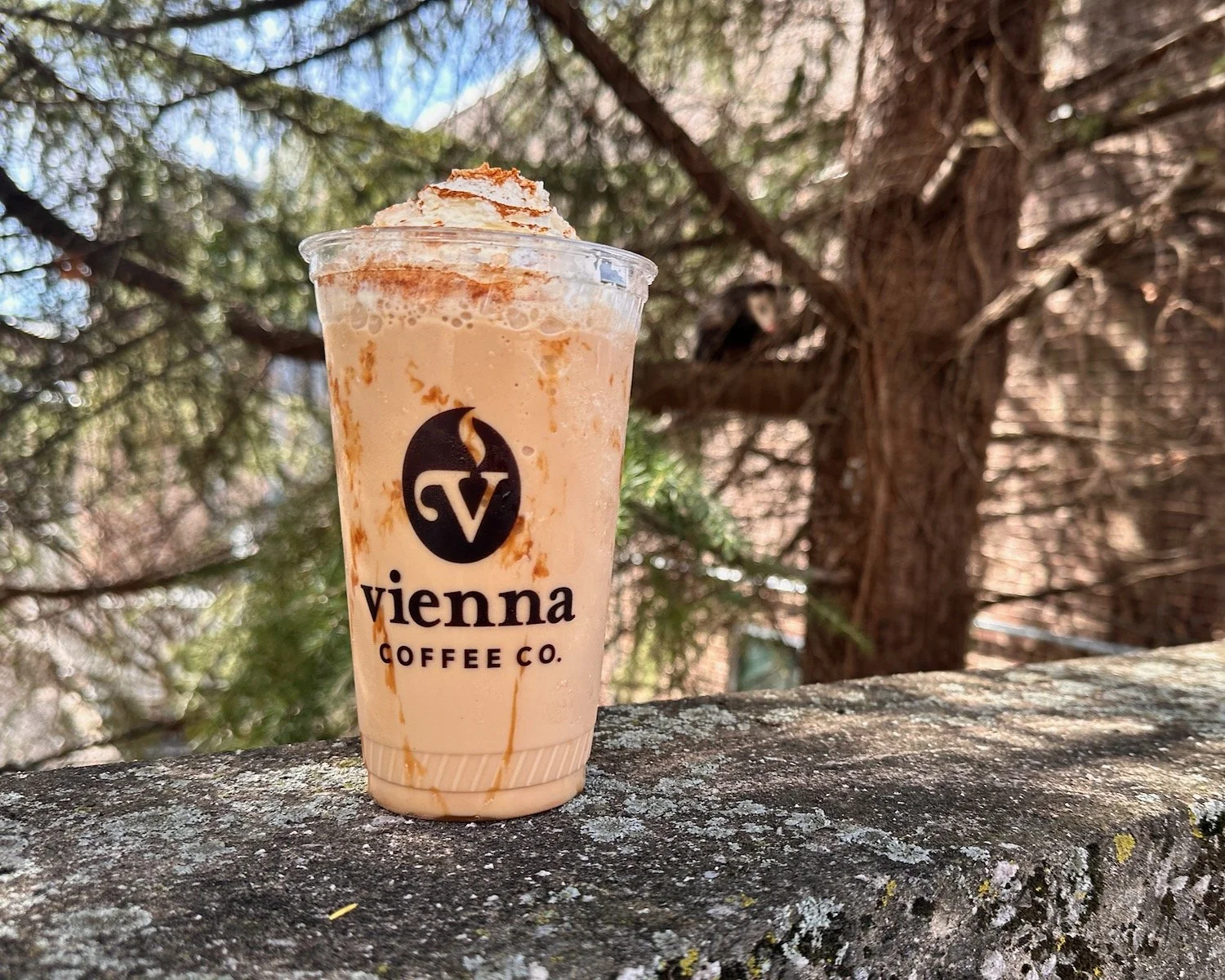 Vienna Coffee Black Bear'y Frappe