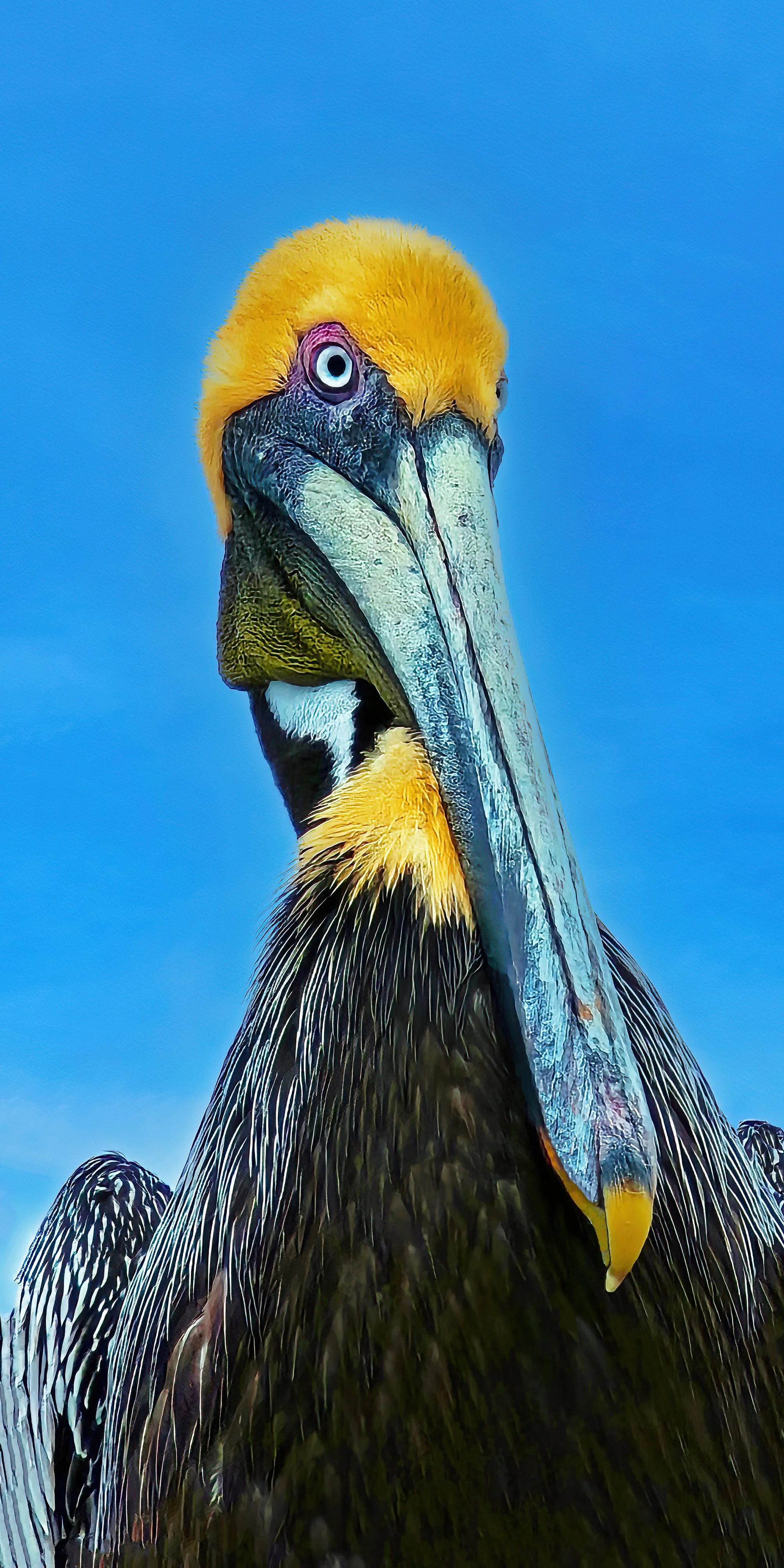 The Judge   David Liles, Photographer.jpg