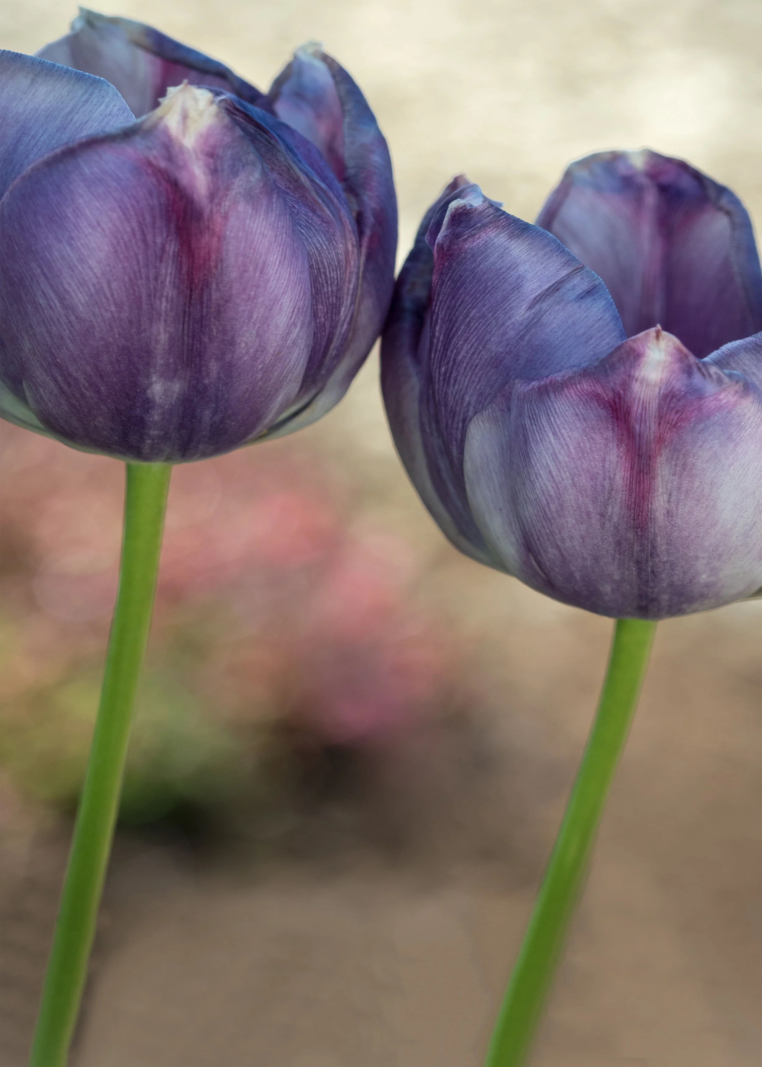 Susan Cooper  Photographer.jpg