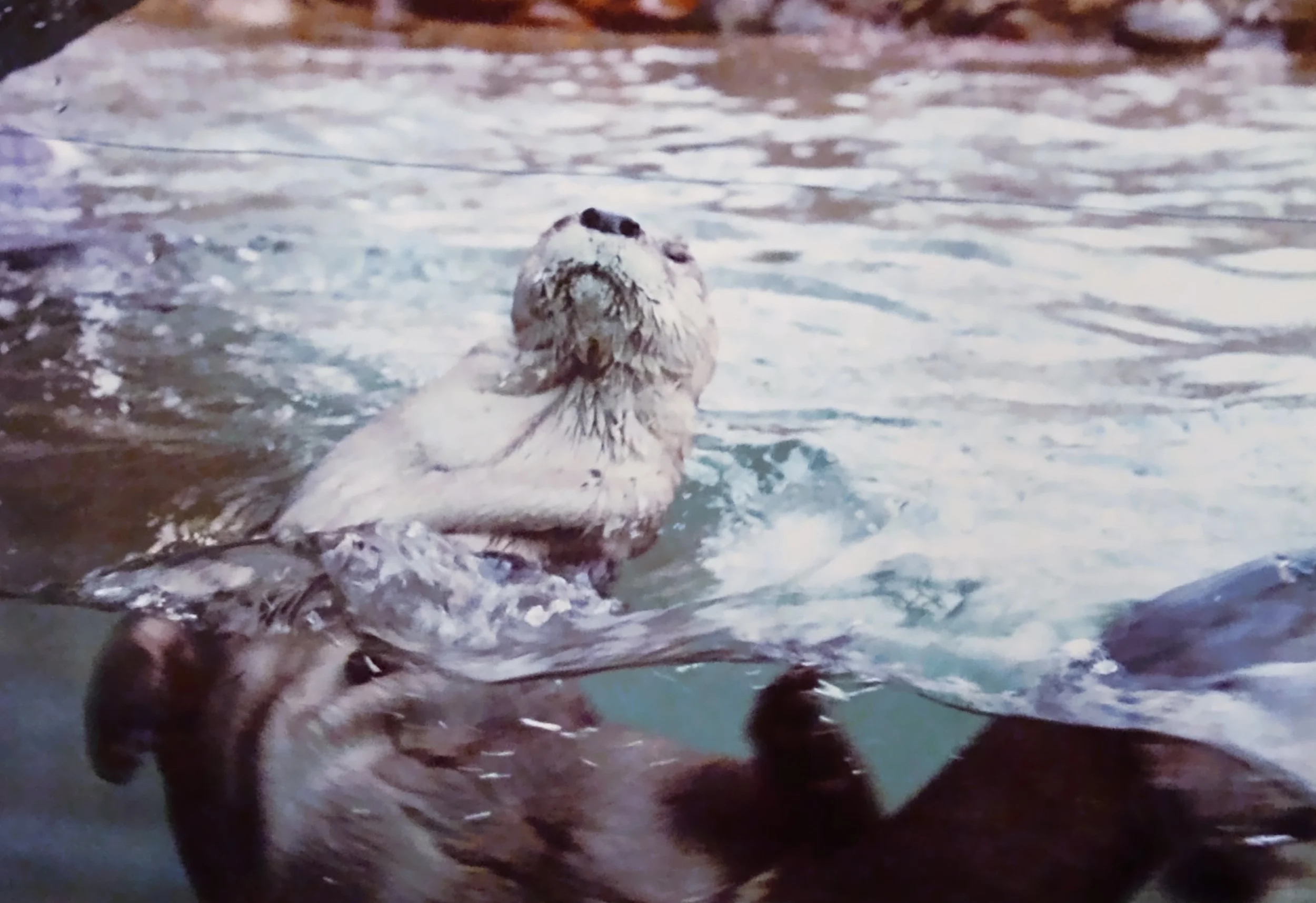 You Otter Be Here