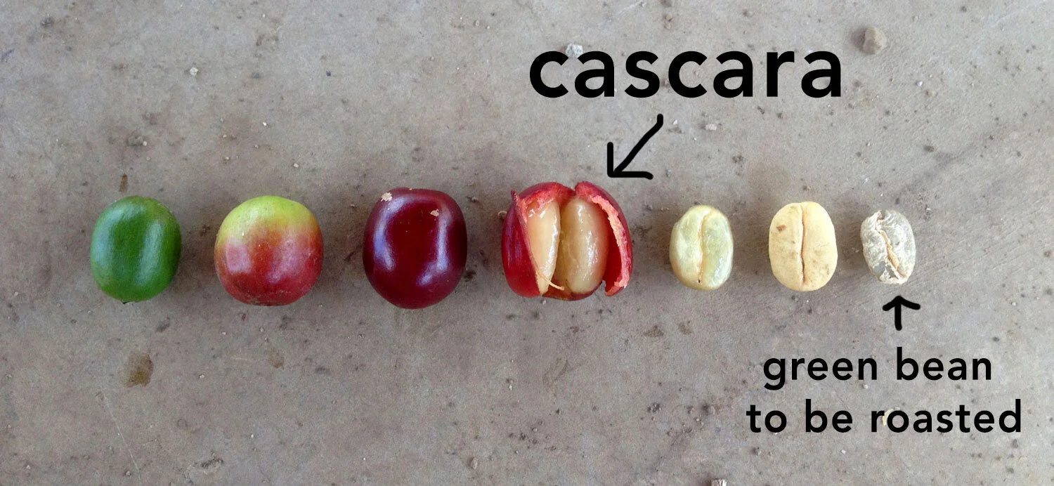 cascara-diagram.jpg