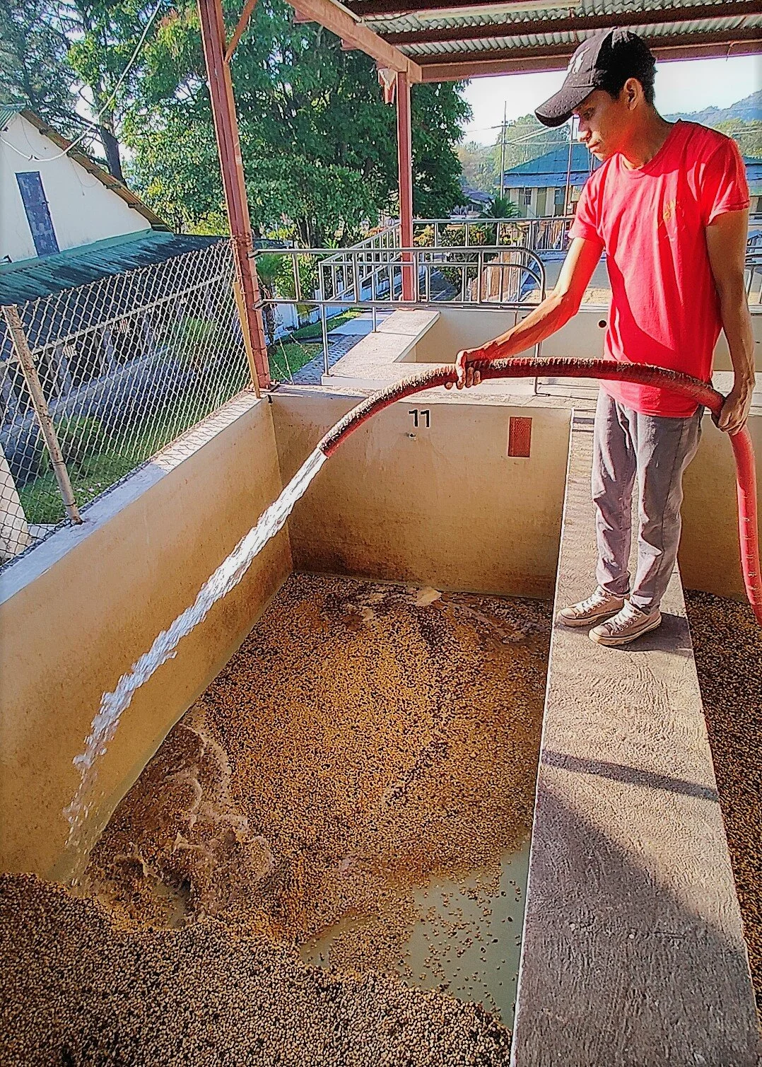  Where seeds are fermented for 18-24 hours and given a final wash. 