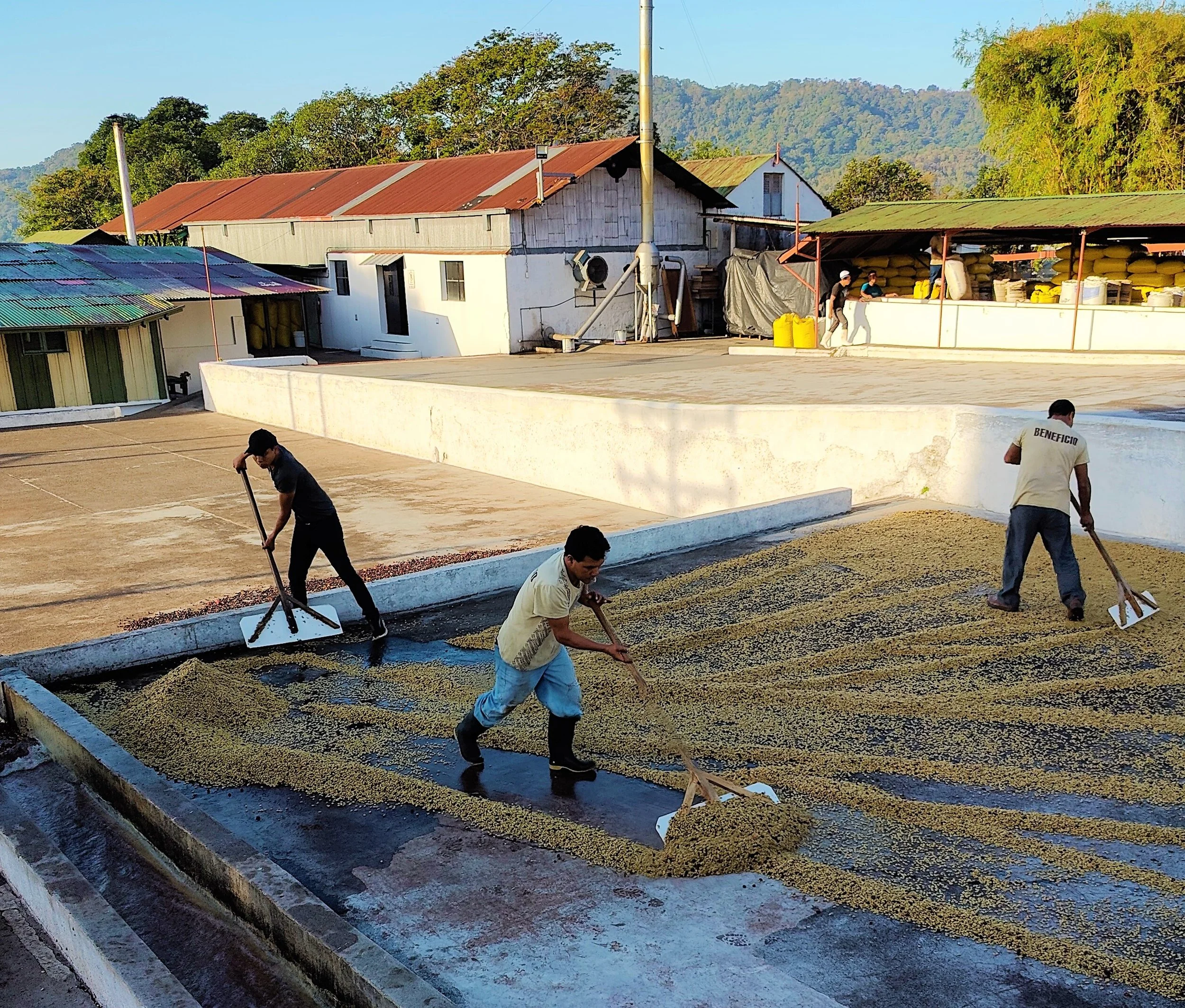  The coffee beans are then ready to be bagged and shipped to their destination 