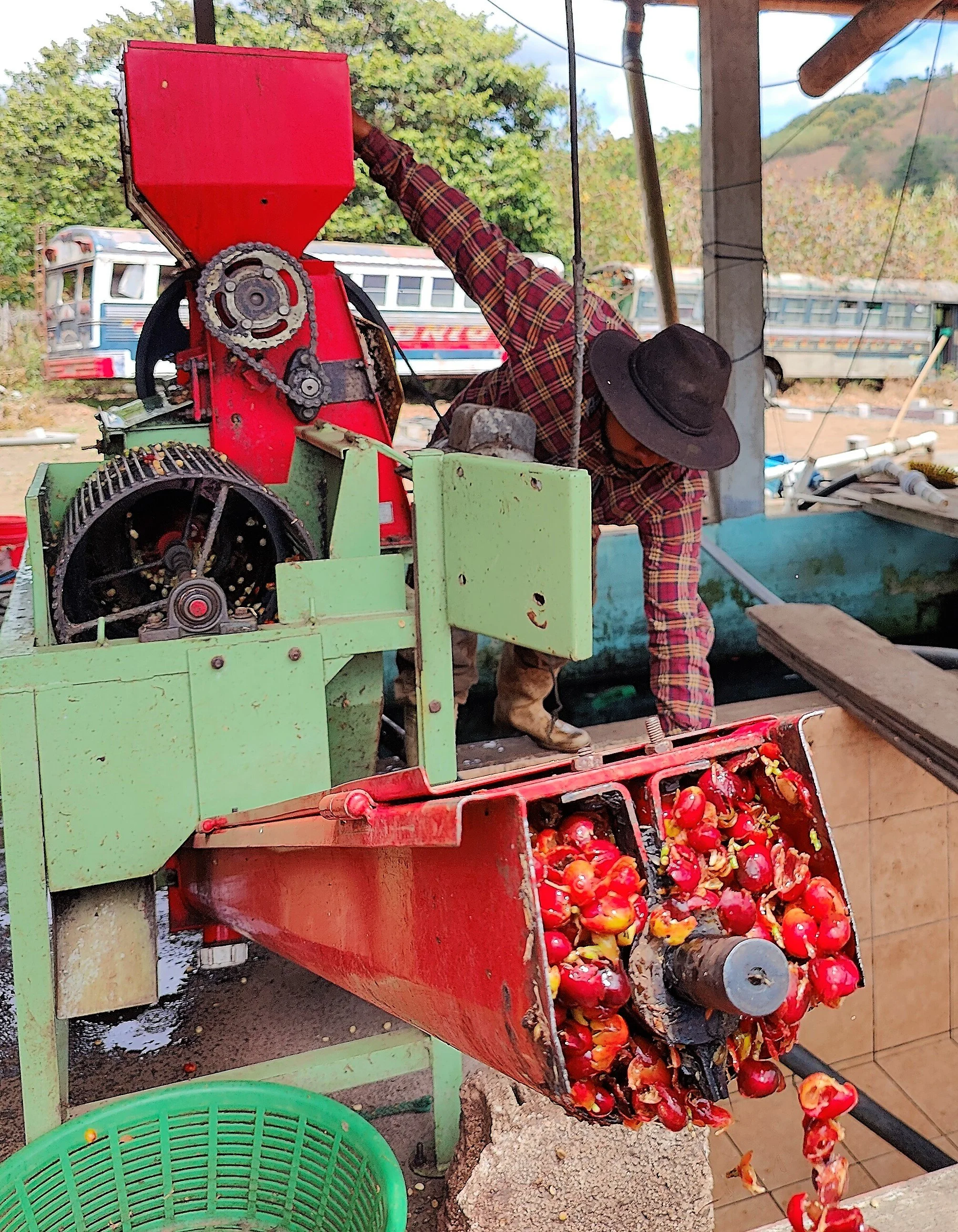  De-pulping machine that removes the coffee cherries' outer layer 