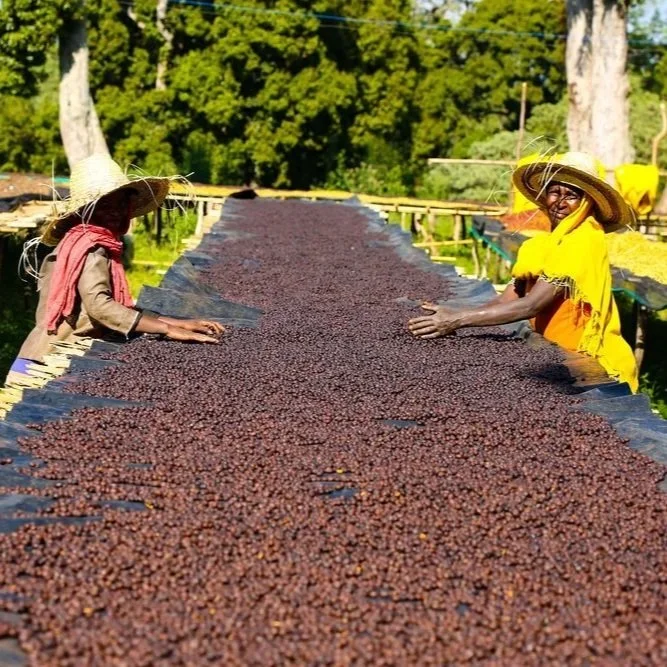 Ethiopia Shantawene Natural: January Spotlight Coffee