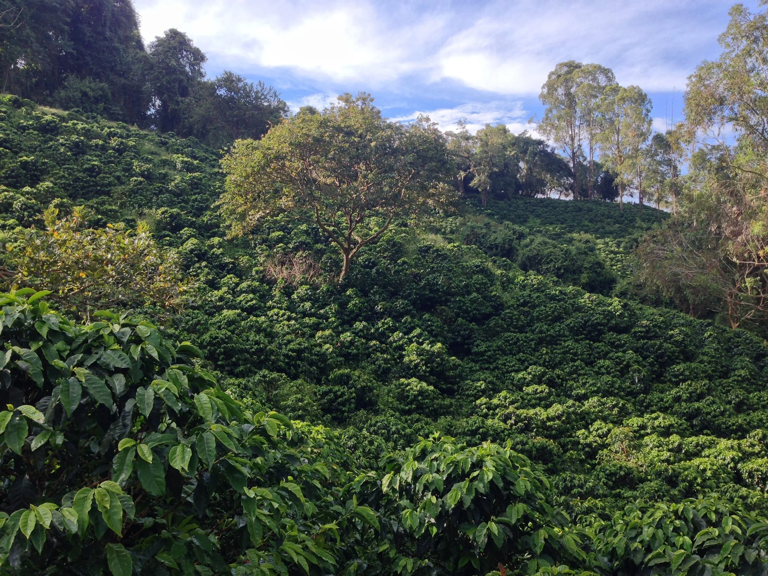  Ibagué, a coffee-growing region of Tolima, Colombia 