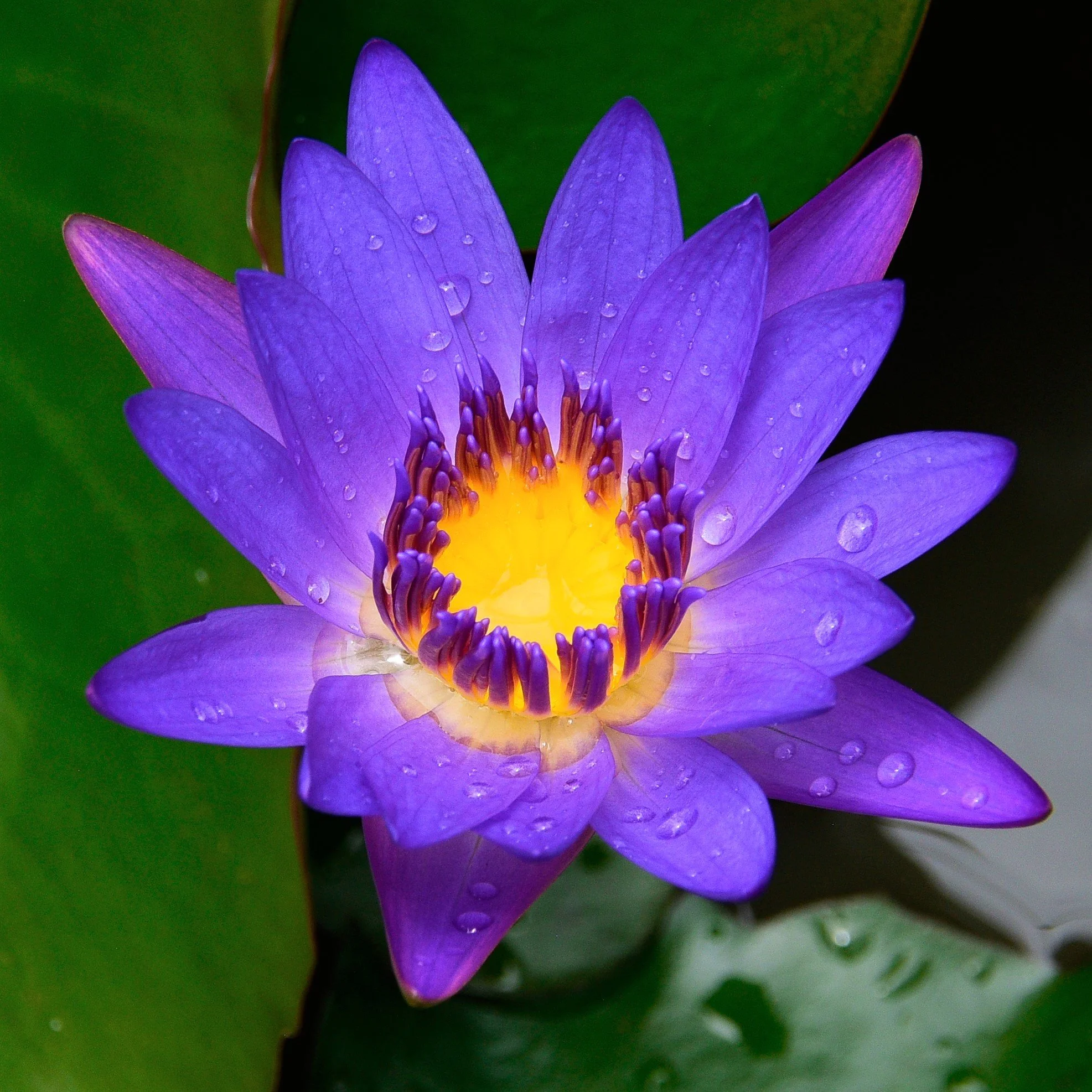 Artist Choice Winner | Best Photo