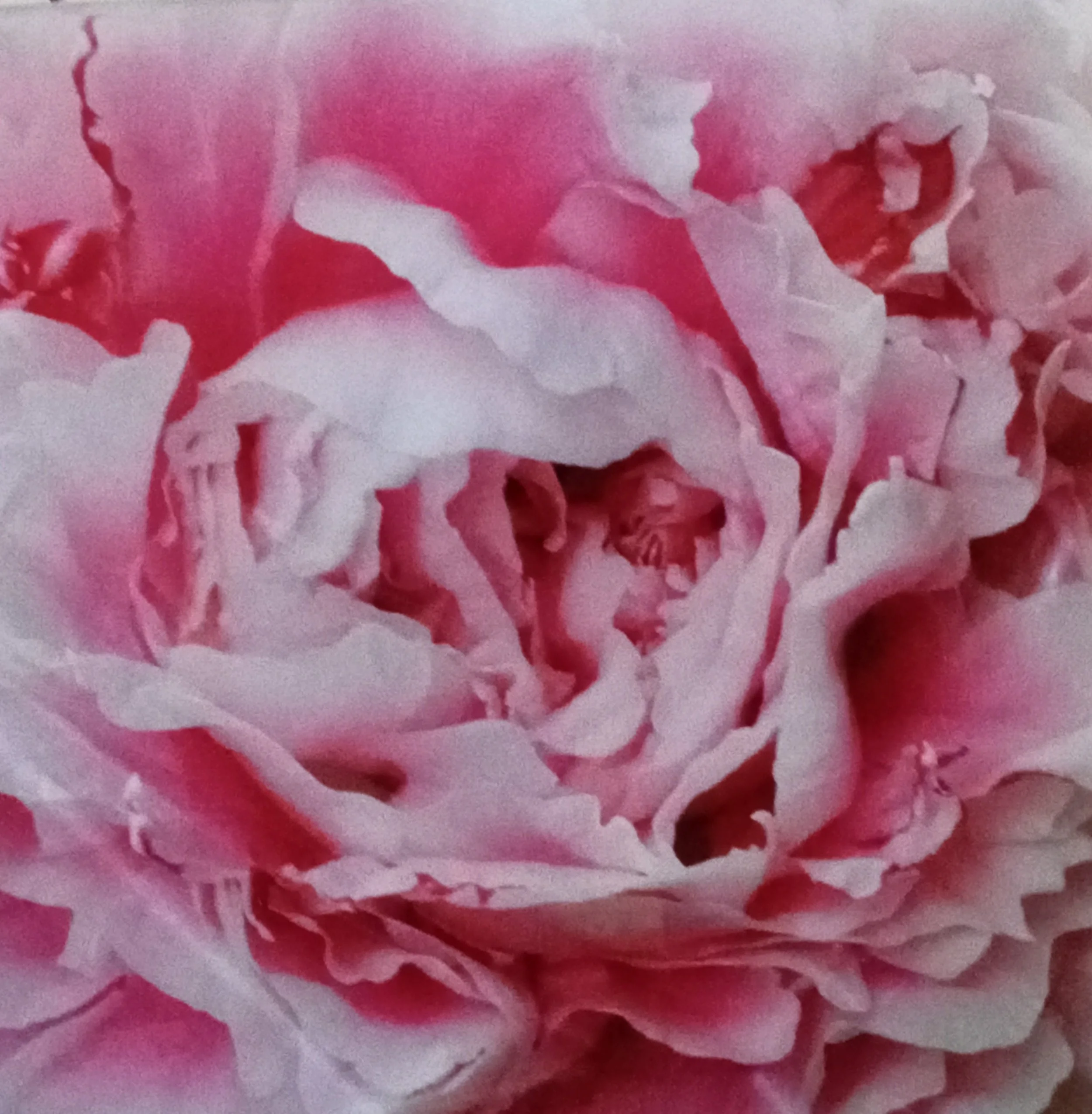Pink Peony