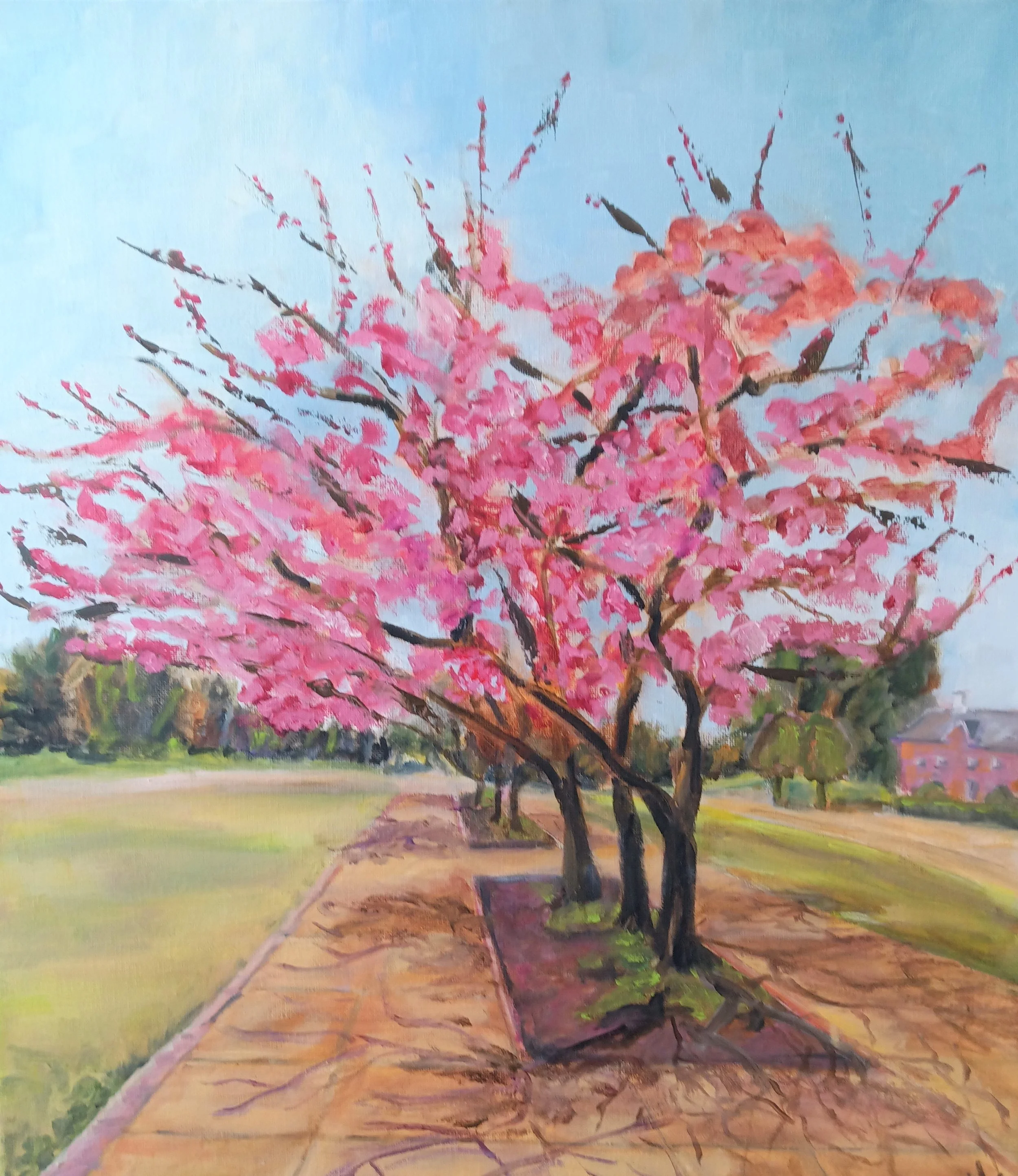 Cherry Blossoms at Maryville College