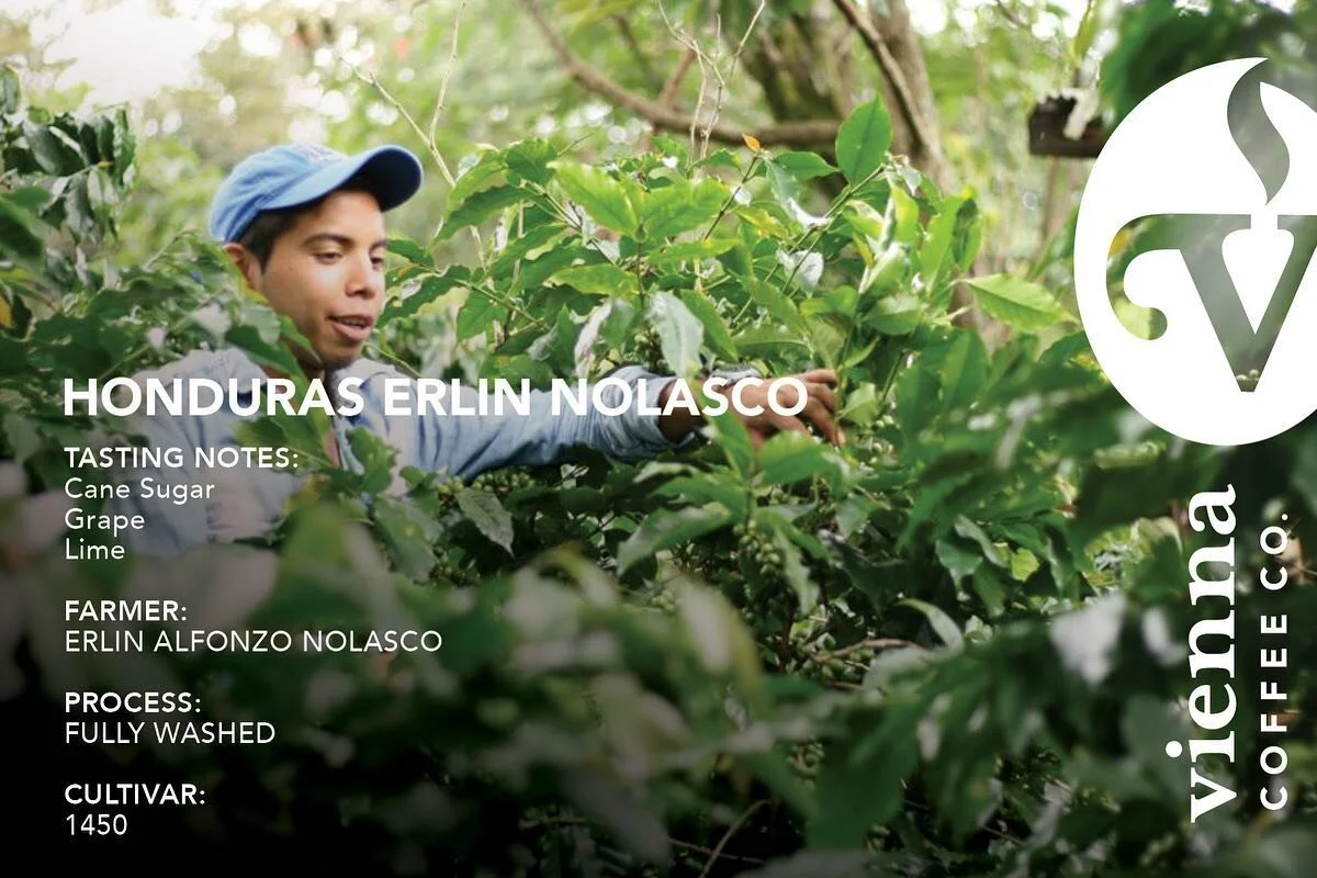 Erlin honduras foothills profile.jpg