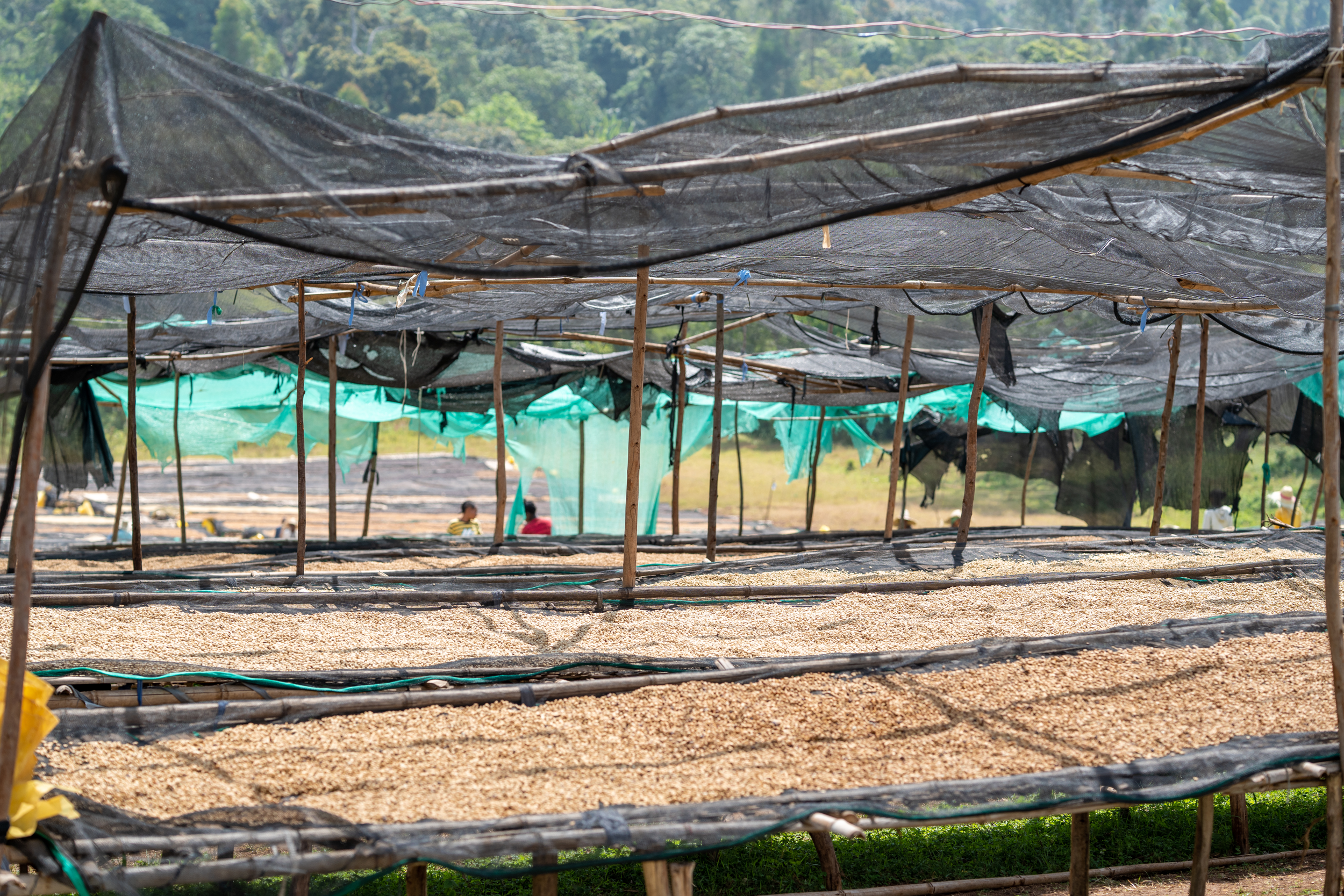 buncho-drying-washed-coffee (1).png