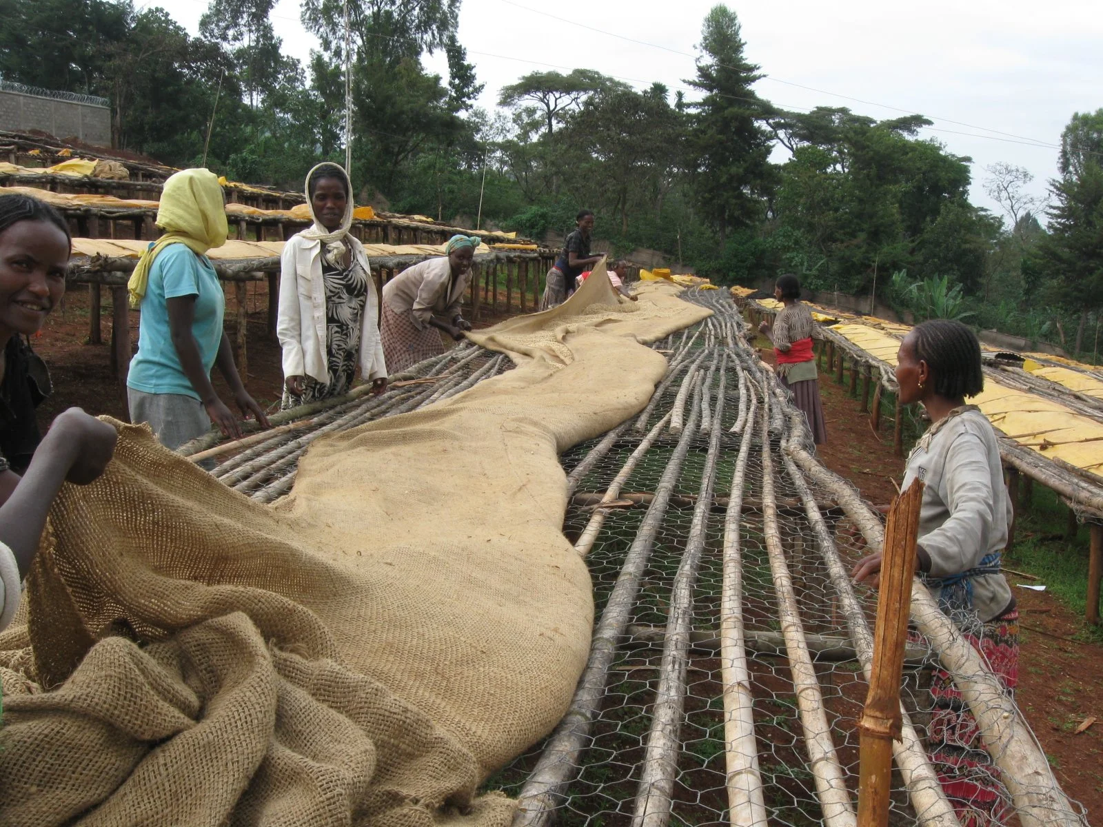  Workers cover the coffee at midday and at night to keep the dew from getting on the drying coffee.  