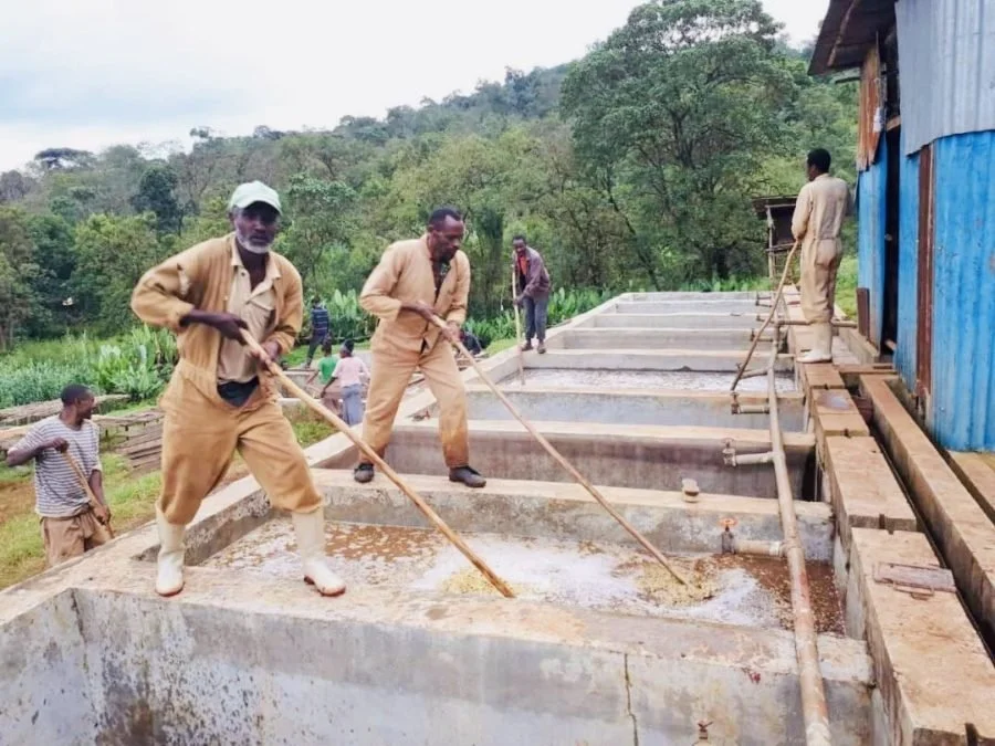  Coffee is pulped with a 5-disc Agaarde pulper and wet fermented for 24 to 36 hours. 