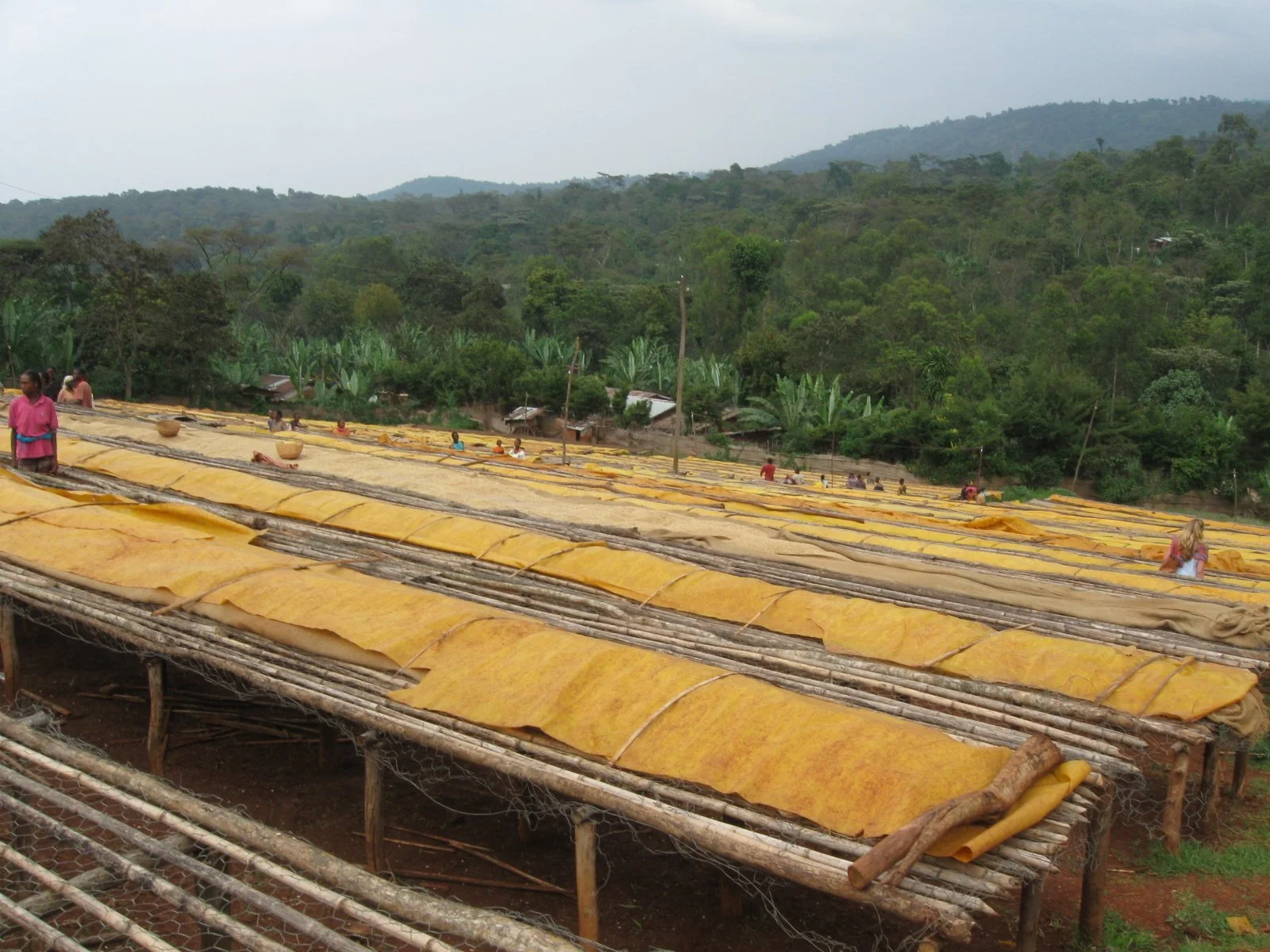  After sorting based on density, the fermented coffee is washed in clean water before being dried for one to two weeks on cloth drying beds. Workers cover the coffee at midday and at night. 