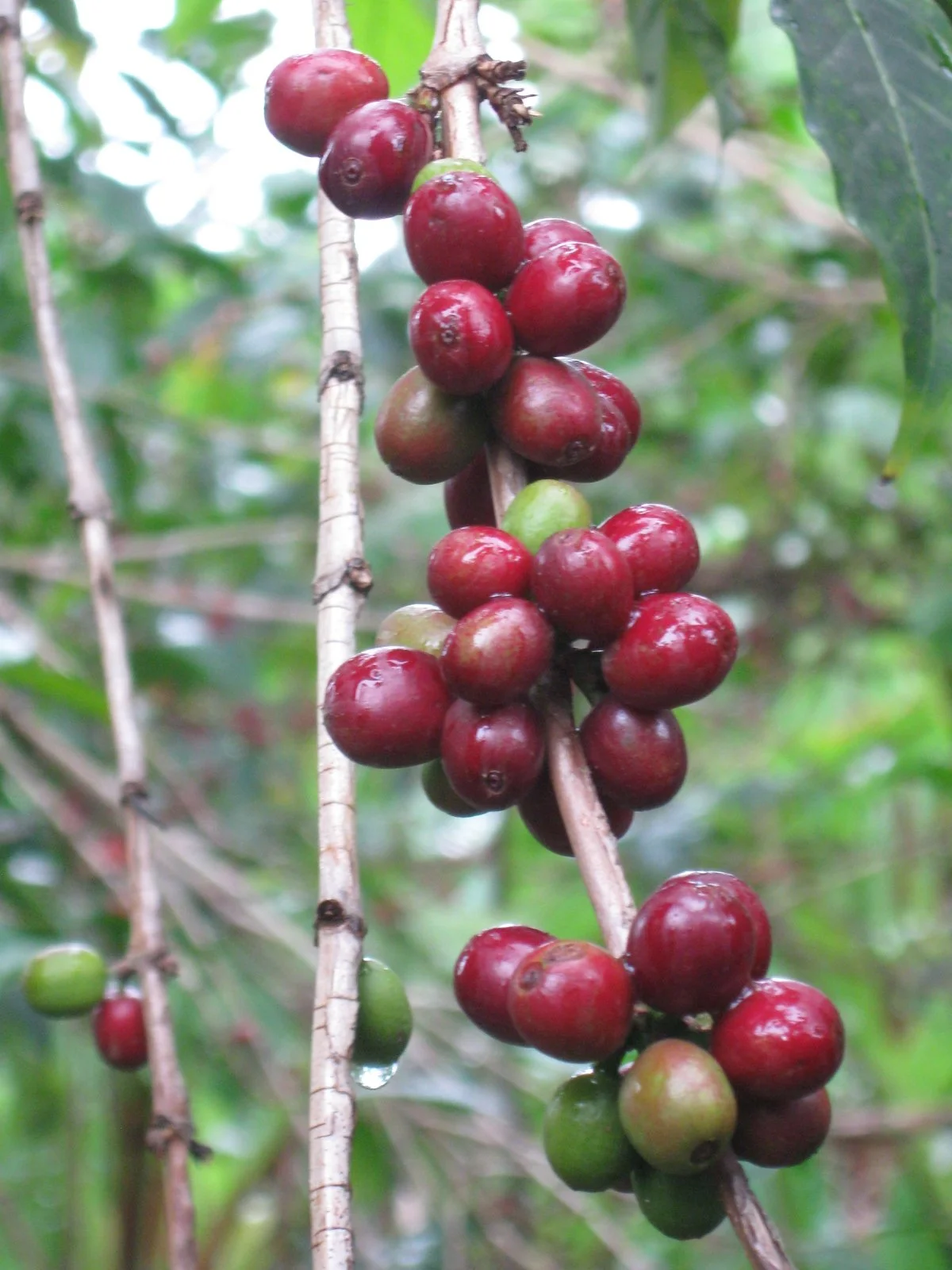  Grown at elevations ranging from 1,900 - 2,300 MASL (meters above sea level), Ethiopian heirloom varietals are chosen from the forest and transplanted to small gardens, adding a layer of selection to the incredible complexity available among wild co