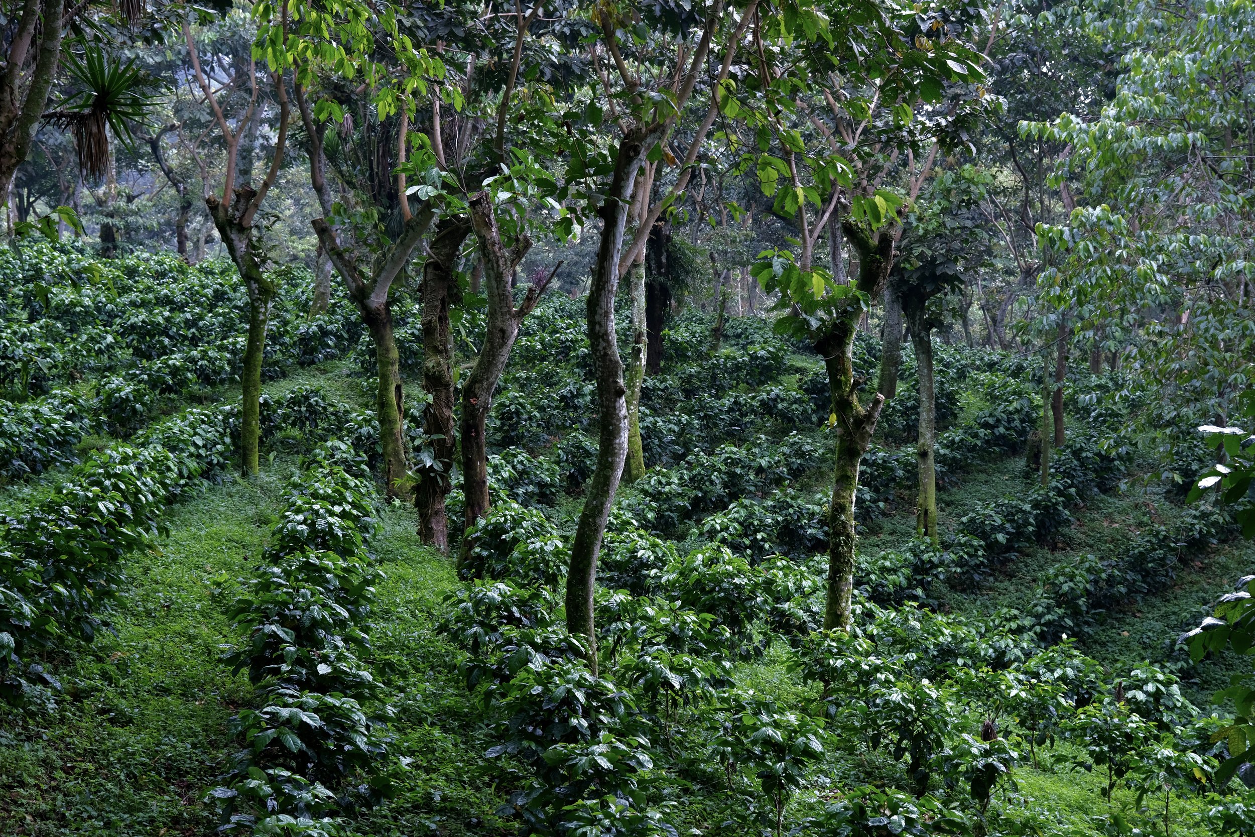Shade grown coffee plants in Guatemala