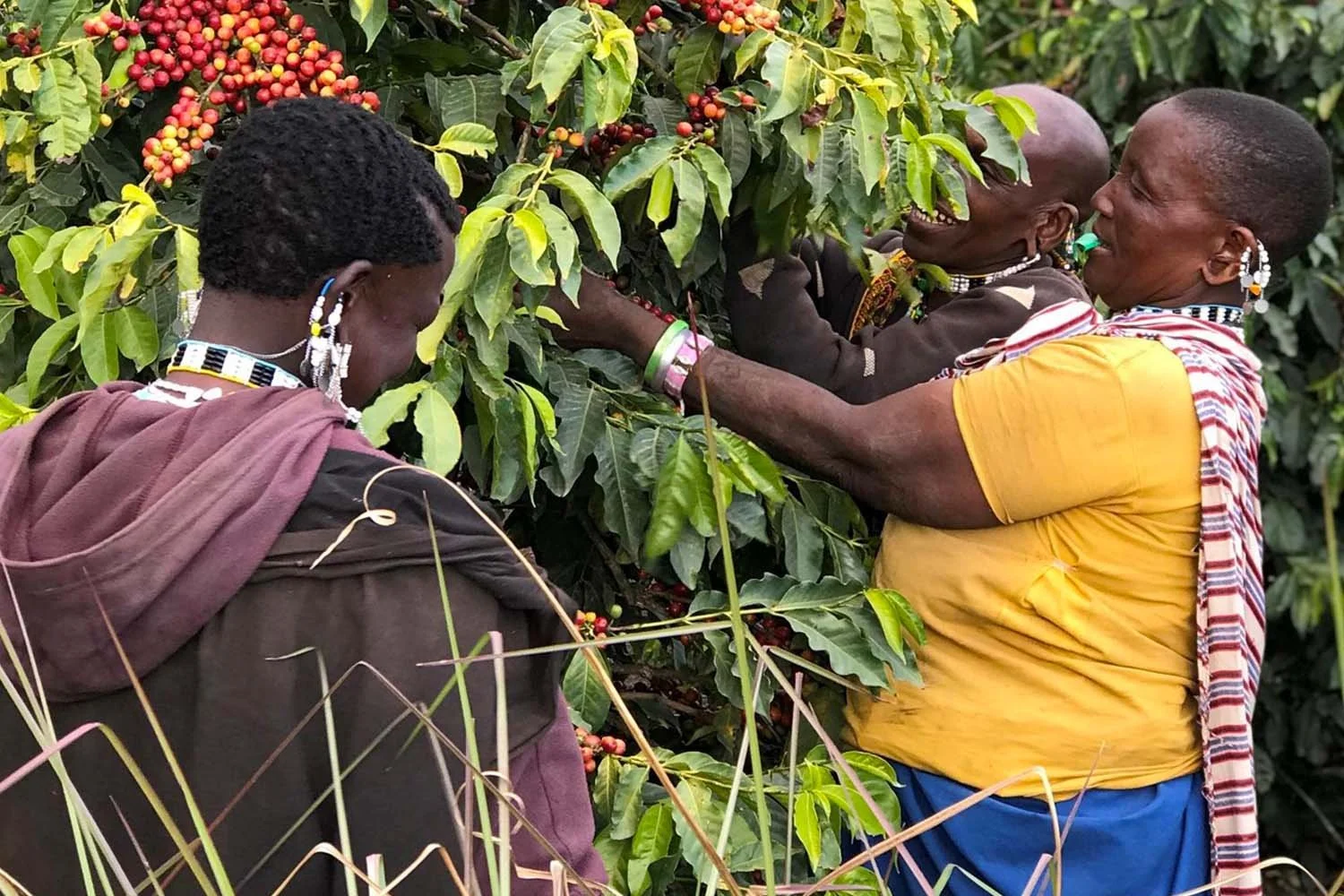 Women of Ethiopian coffee estate harvesting Coffee cherries