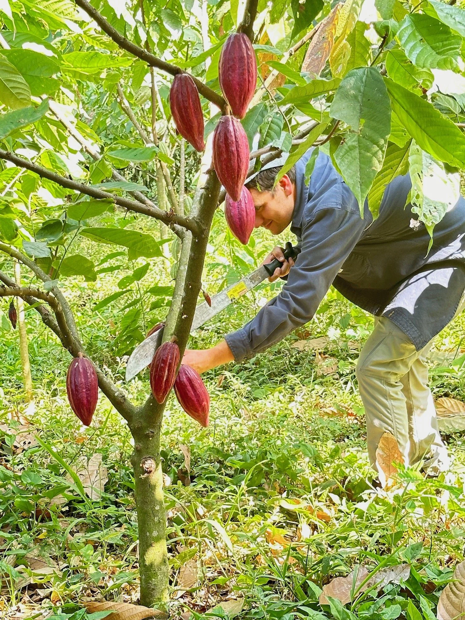 Cacao Plant