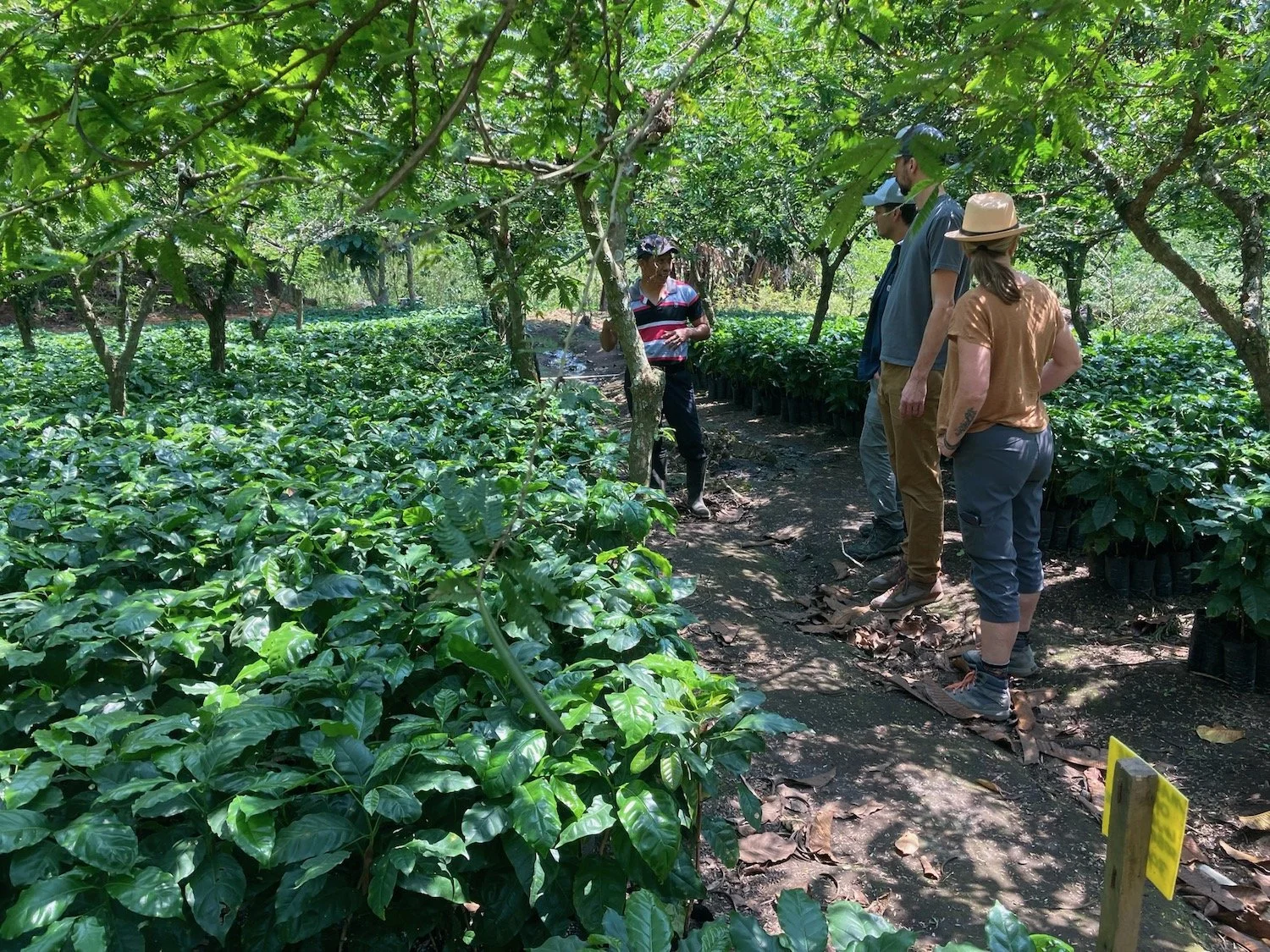 Coffee Fields of San Jeronimo 