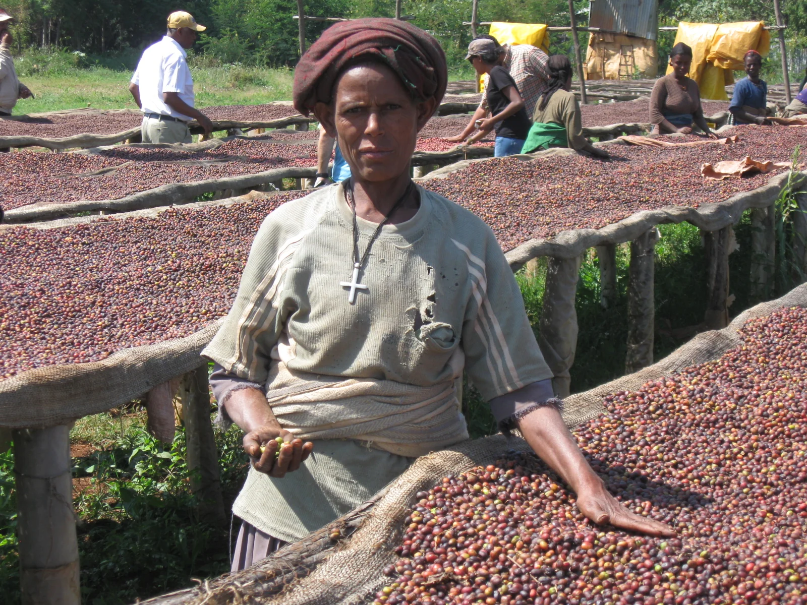 An experienced hand picks out defects at Ayehu Farm, working with natural coffees drying on African beds