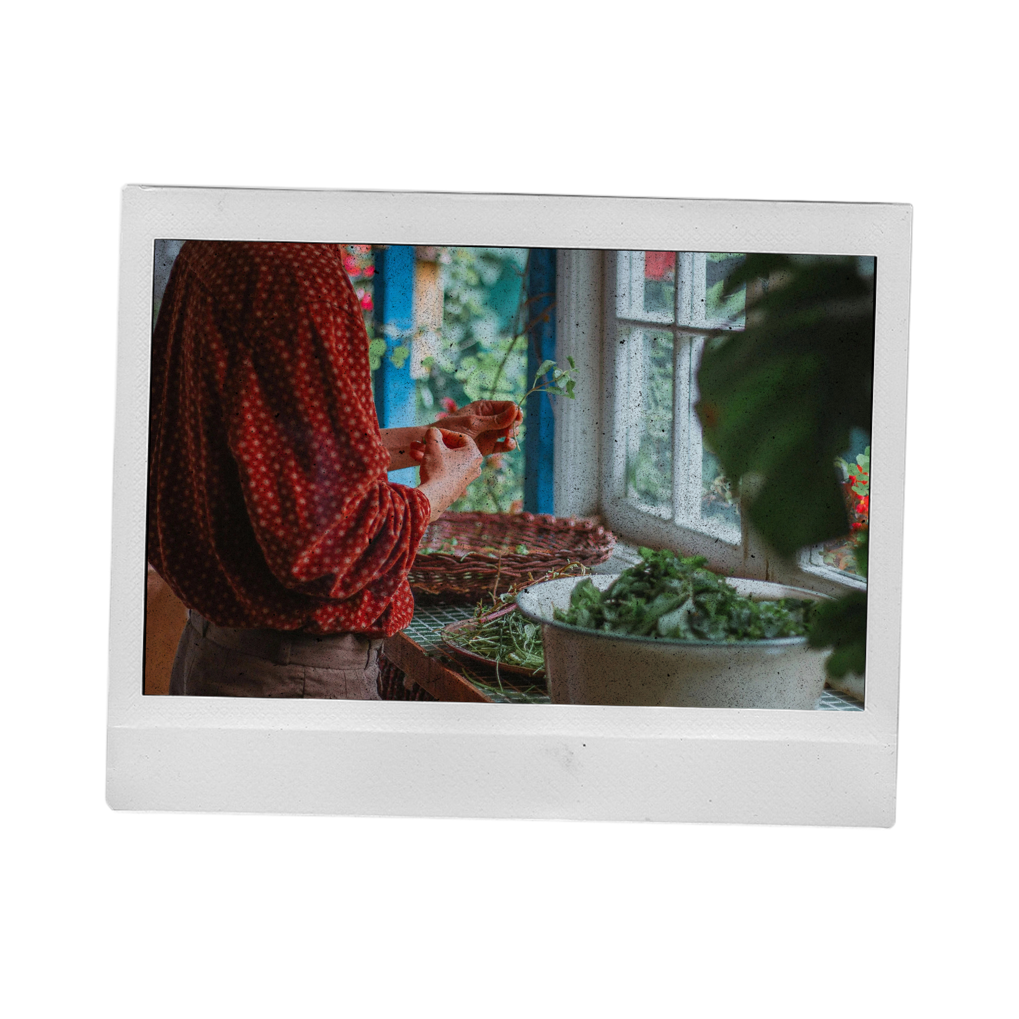 A person in a red polka dot shirt holding a plant inside a room with a window and green foliage outside.
